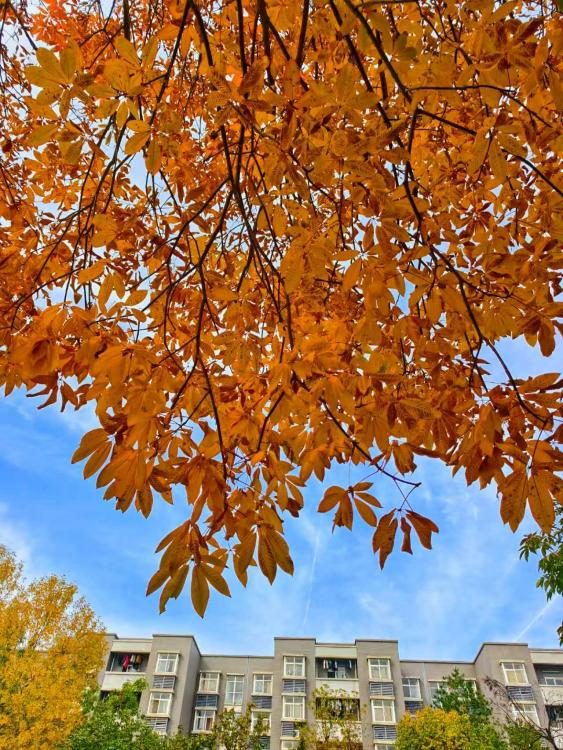秋给许多植物染上的新的颜色，很期待的，我又拿起相机，记录下这校园的秋景，或者说，彩秋。
