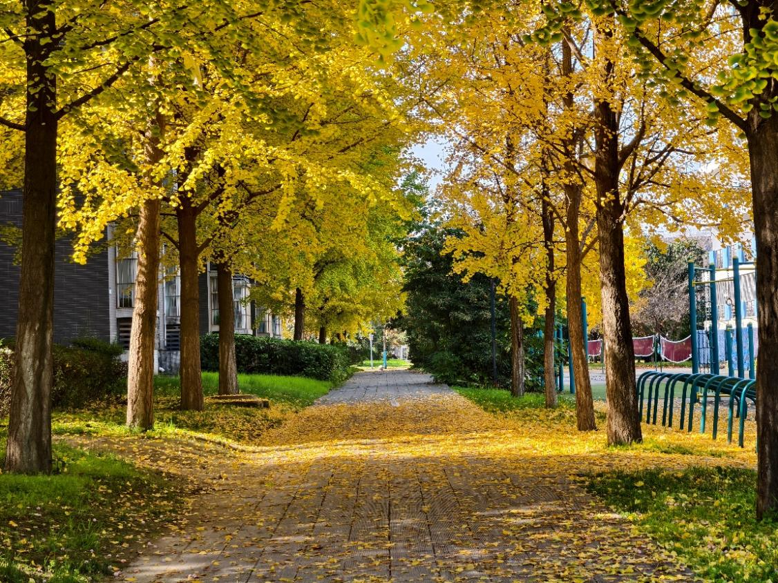 从宿舍楼出来，在餐厅旁的小道上，银杏树已是一片金黄。银杏叶落下，聚在地上，阳光从树叶缝隙中洒落，真落得“一地金黄”。