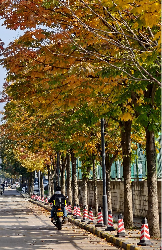 彩秋是美的，也希望我们能和这彩秋一样，过出彩色的生活。
