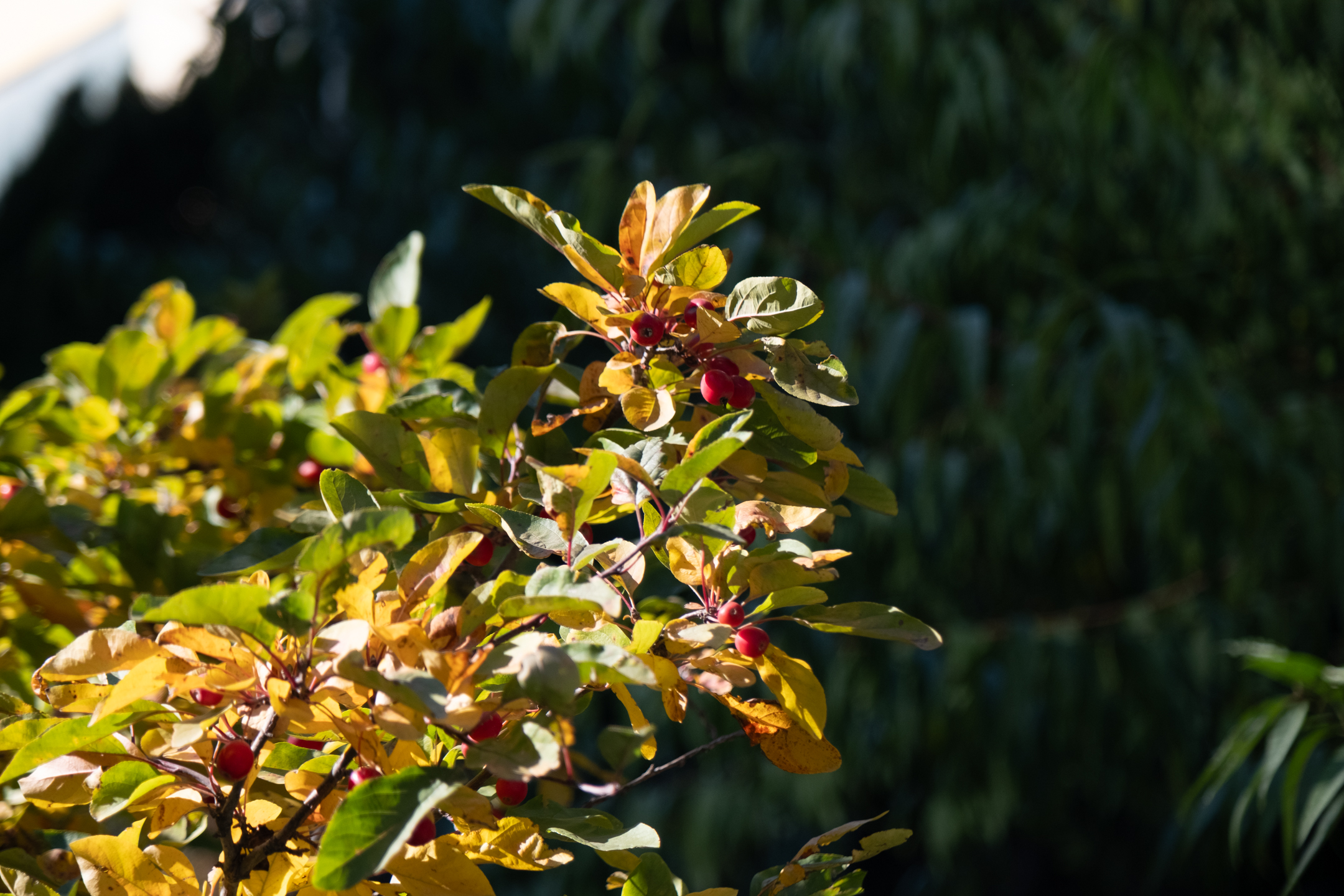 回去的路上，我又看到路边有山楂，巧的是，北交的代表是红果，秋天的代表是收获，所以这些红果也在我的相机里留下了一张照片。