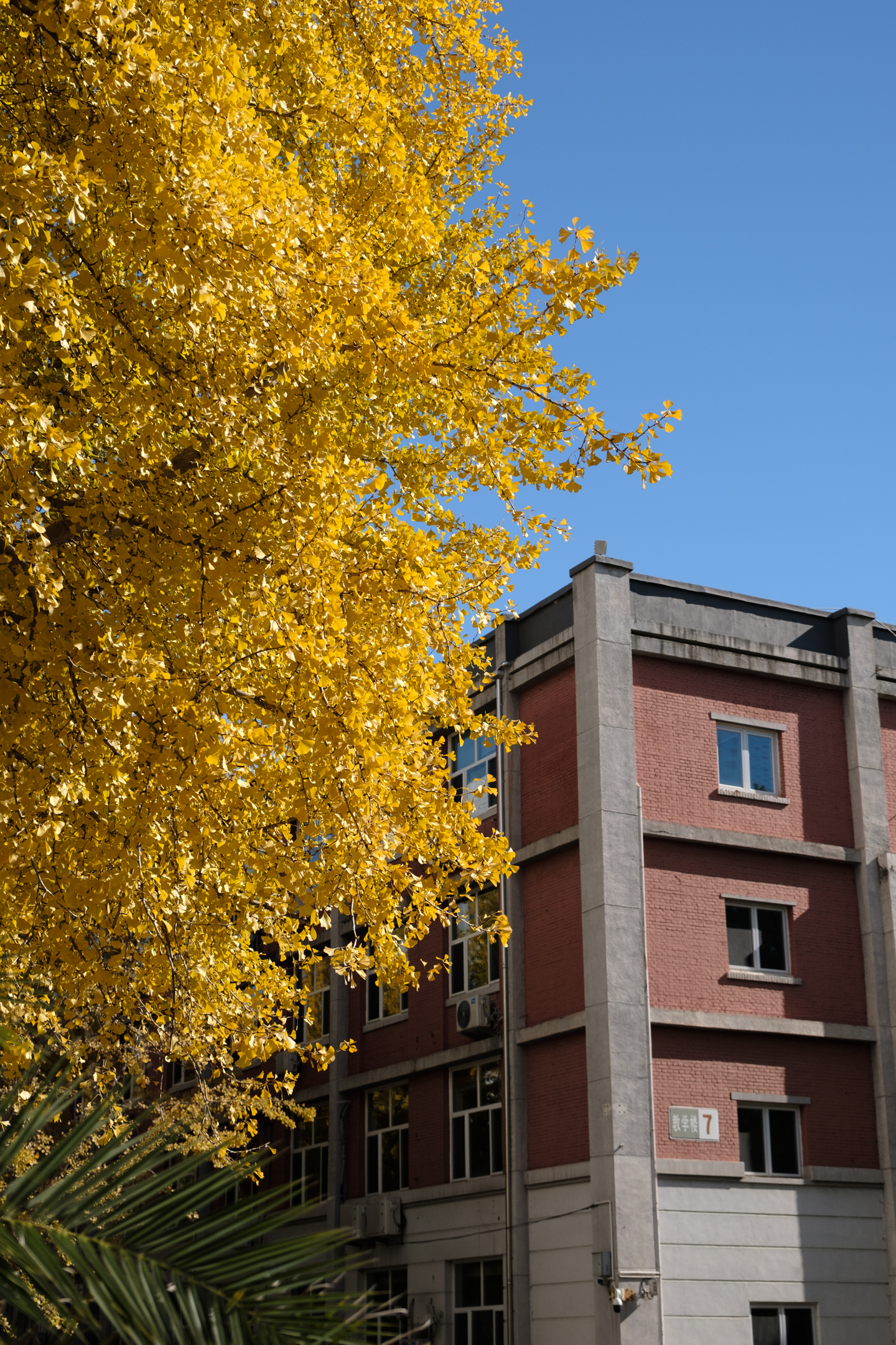 走到思源楼前，那几棵大银杏树下果然围了不少人，大家都在拍照。我也凑过去看了看，金黄的叶子的确漂亮。