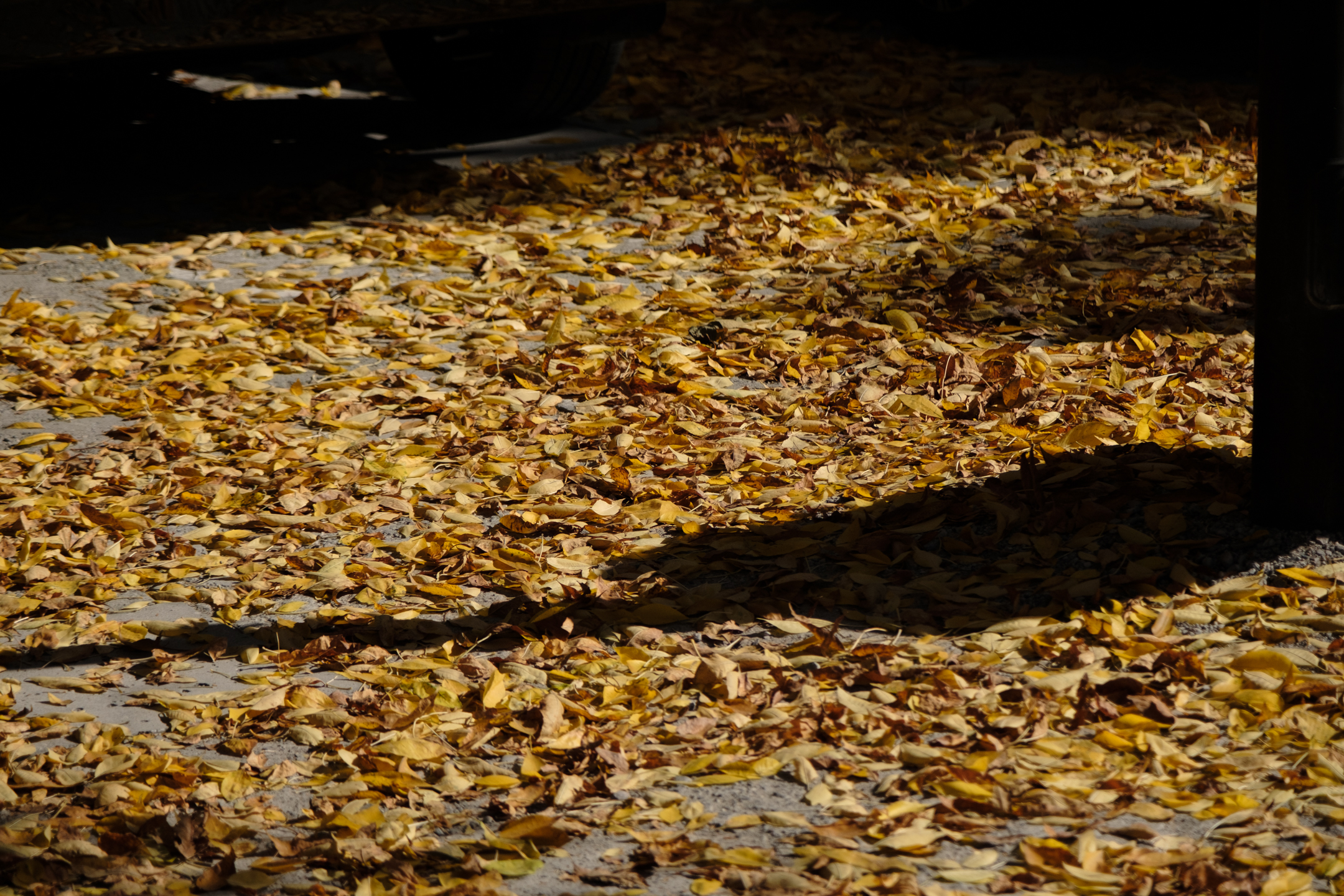 阳光斜照过来，把栏杆的影子拉得长长的，和落叶混在一起，图案挺有意思。我就蹲下来，对着这堆普通的叶子和光影又拍了几张。