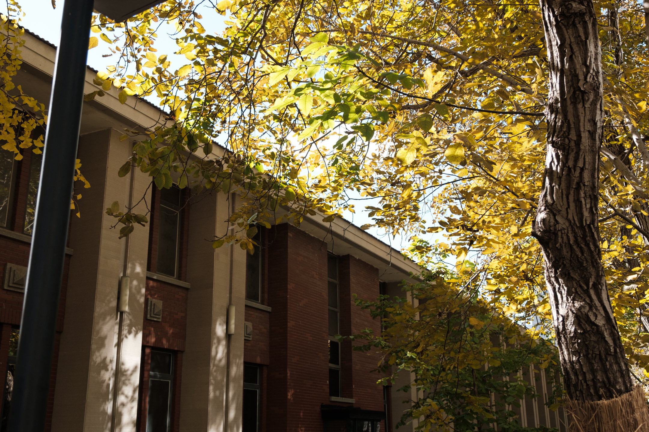 天气真好，不冷不热，太阳照在身上暖烘烘的。路两边的树，叶子有的黄了，有的还绿着，颜色一层一层的，看着十分舒服。