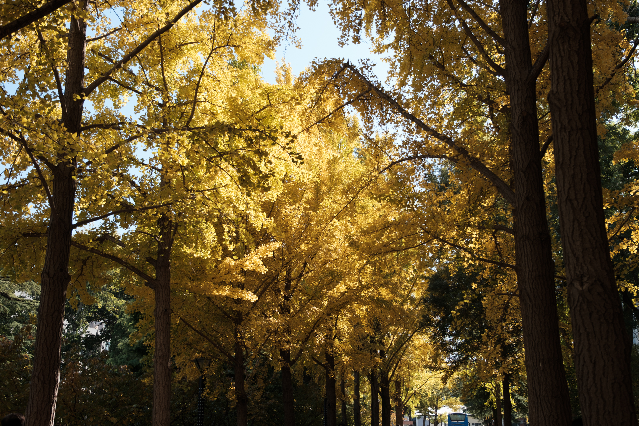 我没往人堆里挤，就站在外边，仰头看了看阳光从叶子缝隙里透下来的样子，也给天空和树顶拍了一张。