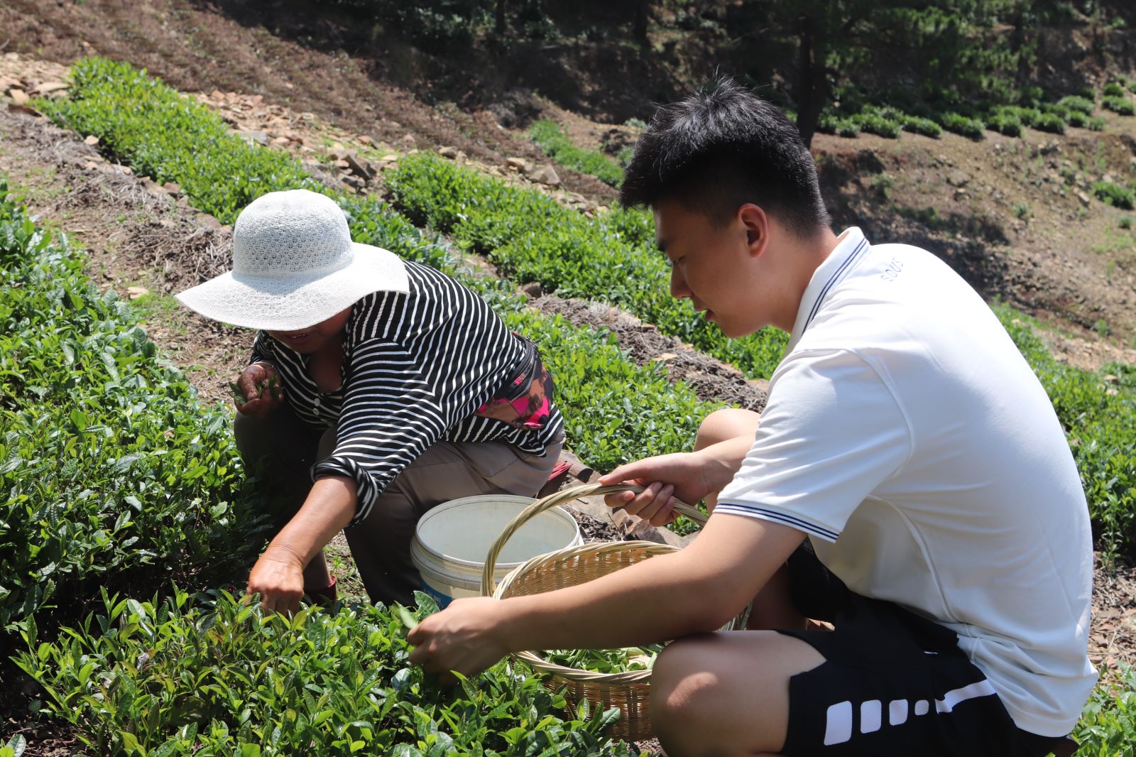 图为实践团队成员向采茶阿姨学习采茶技术