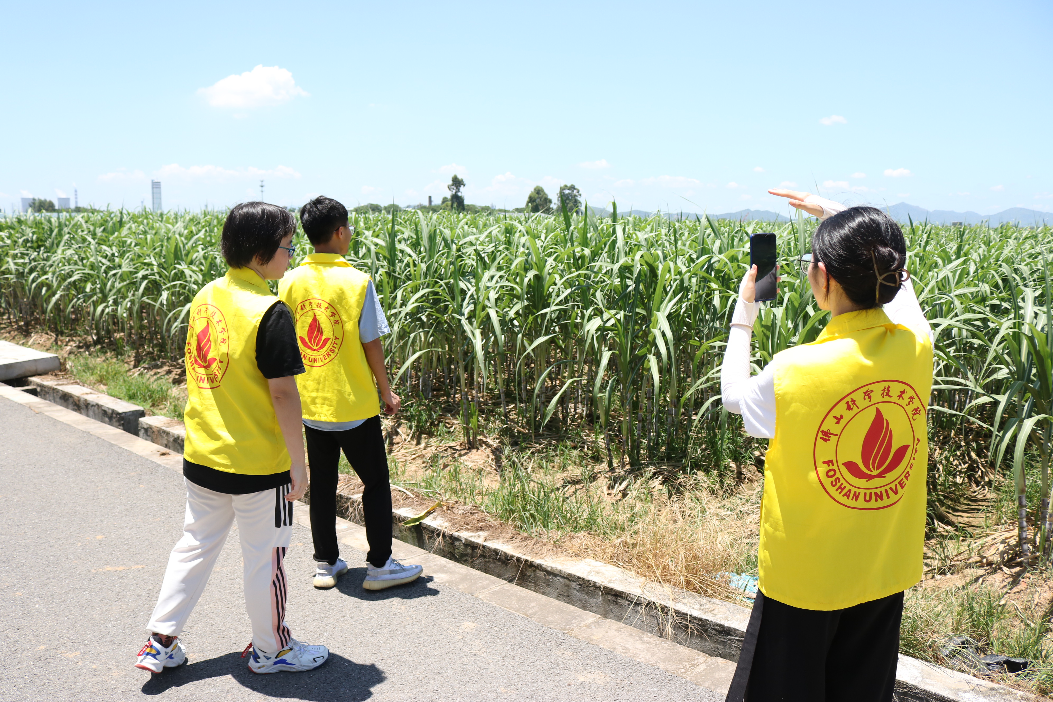 产业园内直播介绍，场景为甘蔗园