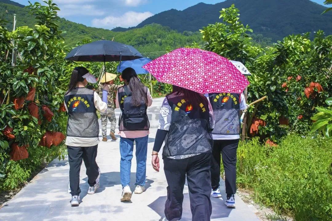 图为实践队队员参观合盛源种养专业合作社好丽柚种植基地。