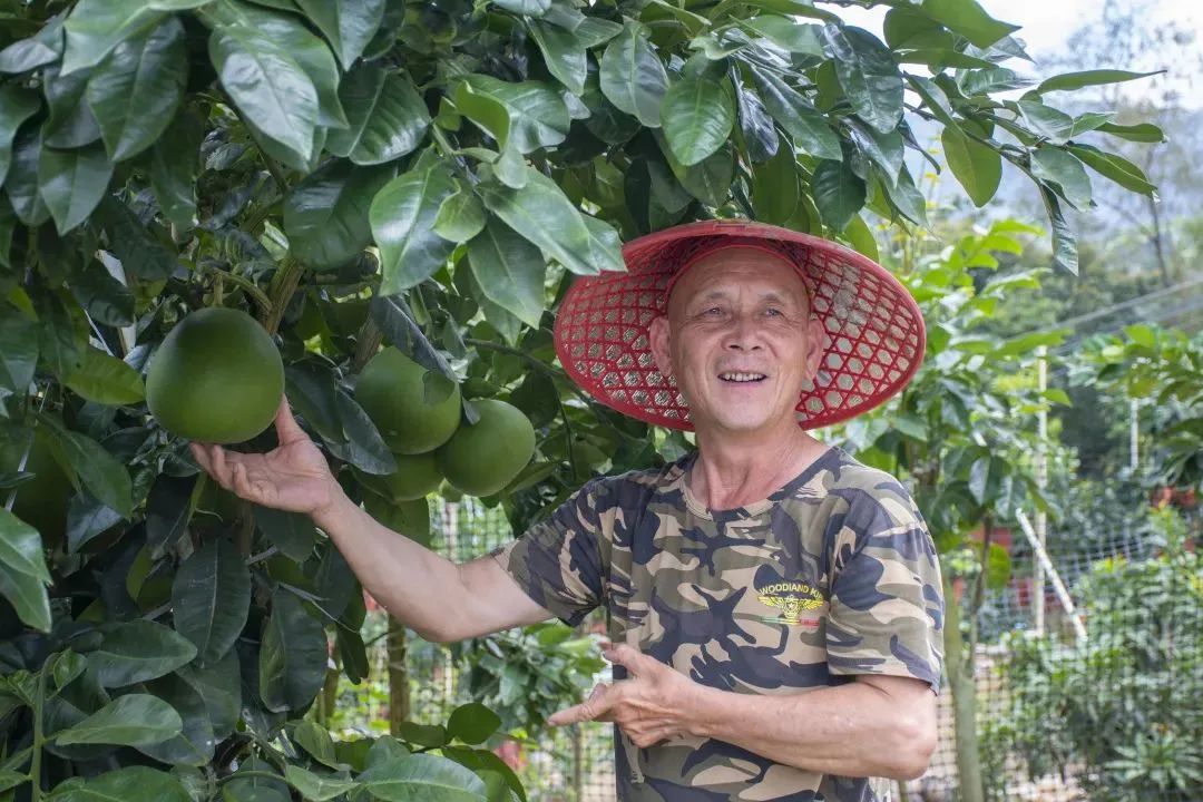 图为“一村一品”项目中的好丽柚种植基地负责人张先生为实践队队员讲解泰国红宝石品种。