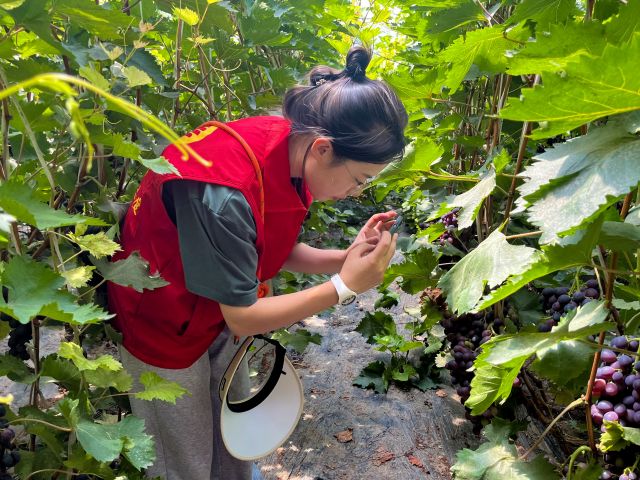 【三下乡】研学之旅 从葡萄园到番茄小镇——“寻源溯流·青春助航”调研寻访团