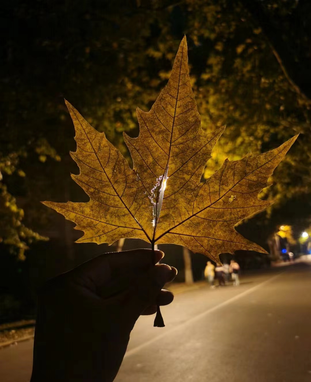 清晰的根和茎