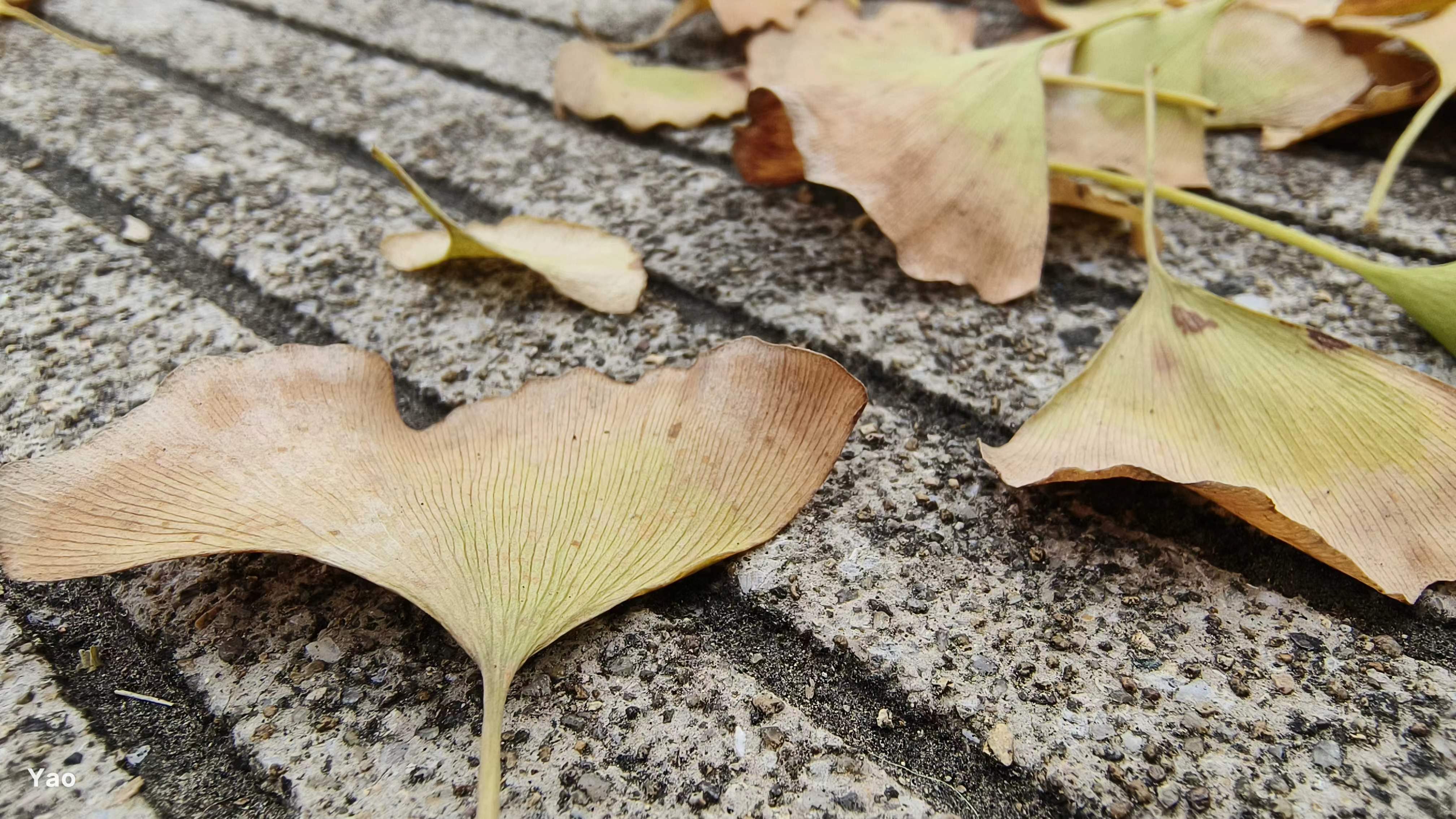 初秋的叶子开始变黄，象征着季节地更迭