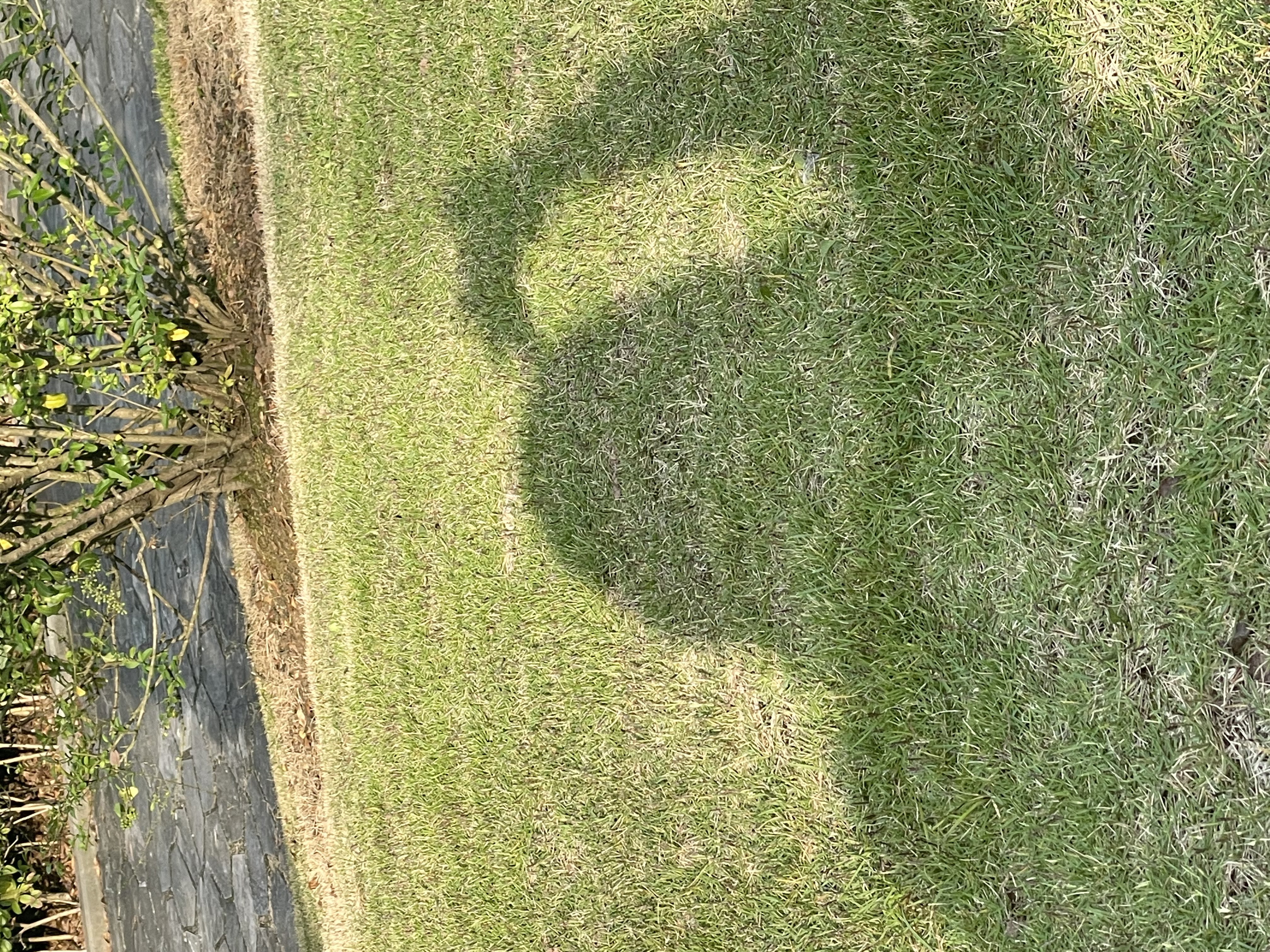 如何你不开心，试着和朋友一起躺在草坪上，用影子做出各种姿势