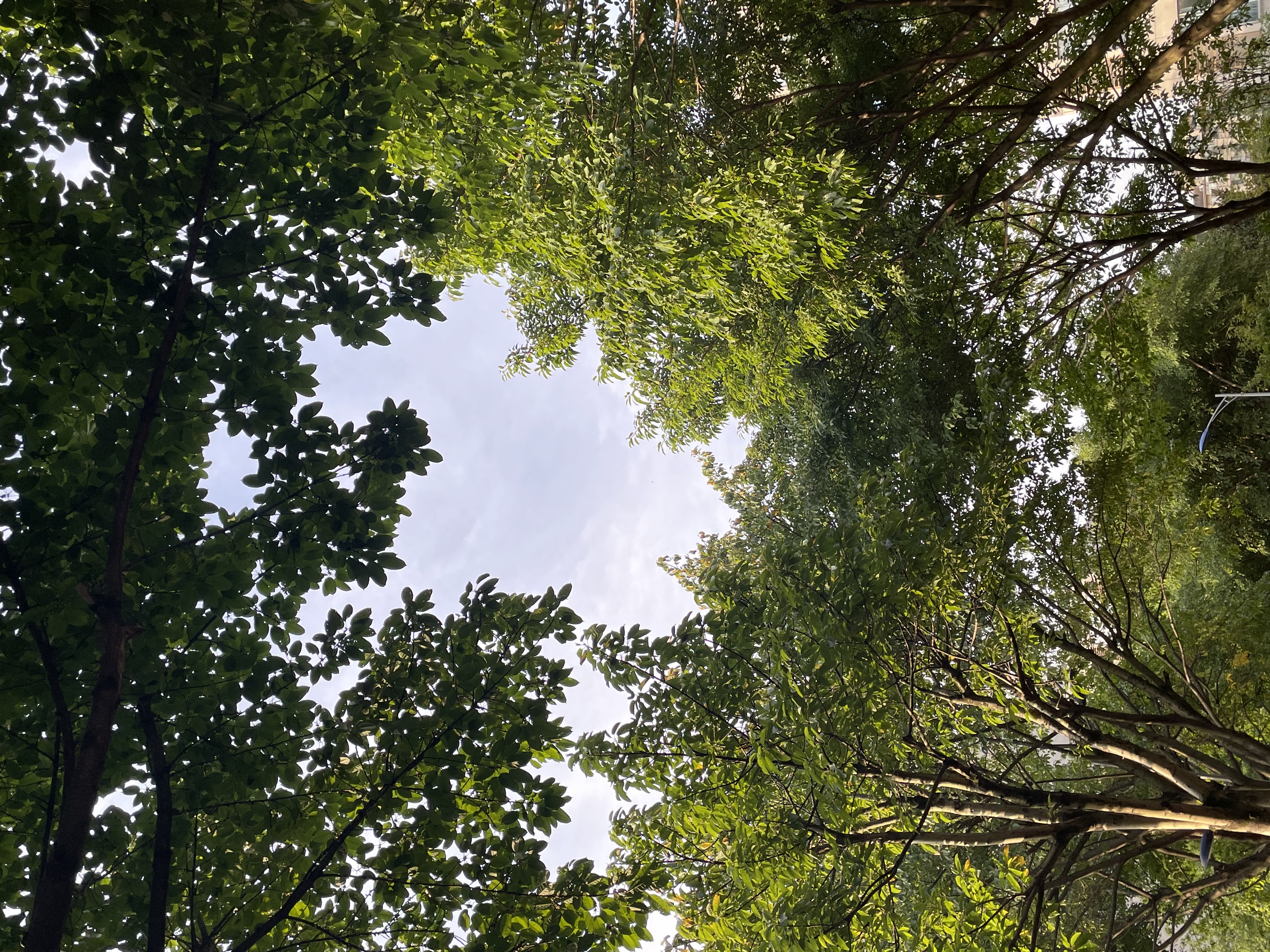 黄昏的阳光打在枝桠上，打在绿色树叶上，打在过往每个人身上