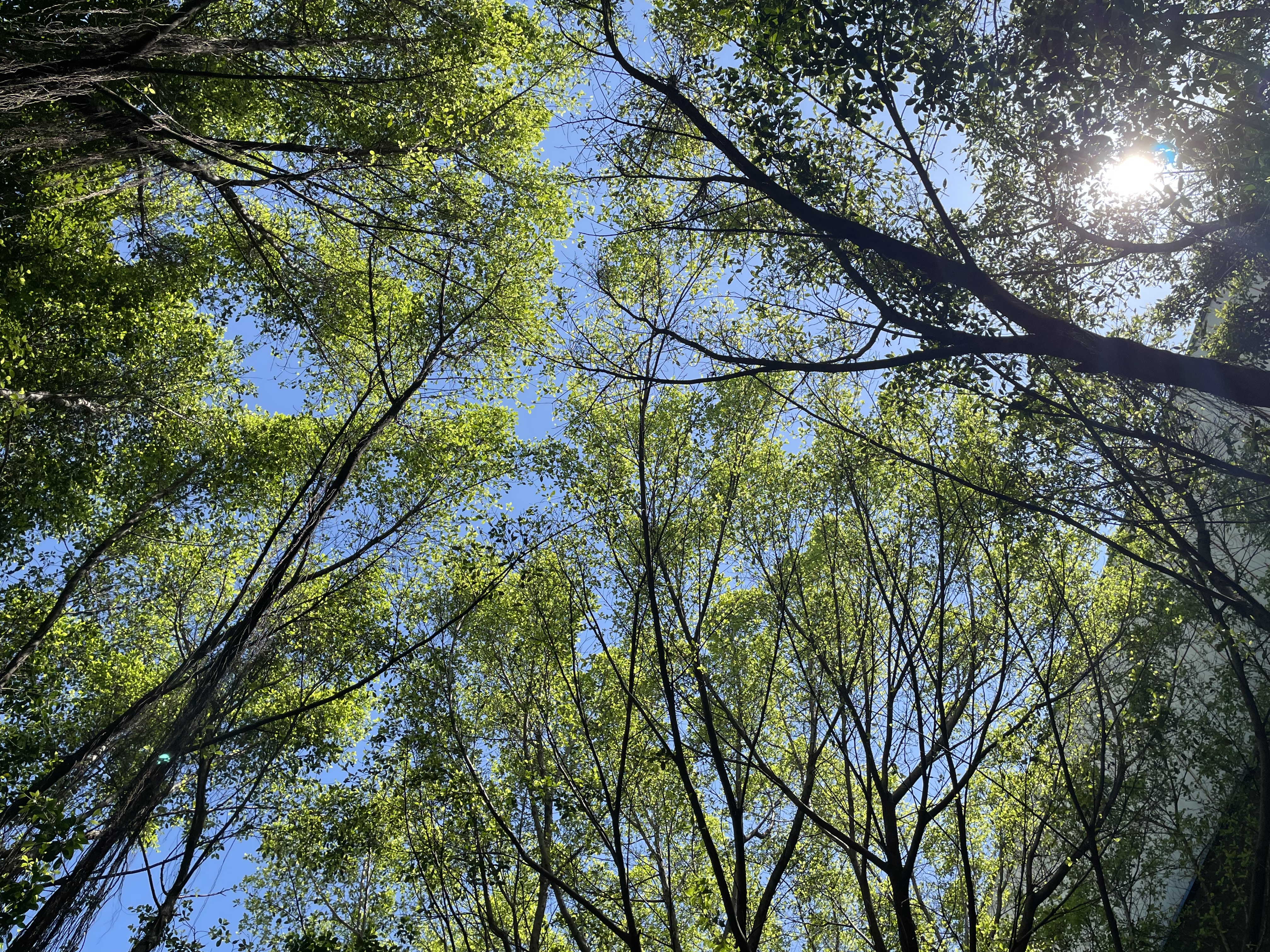 阳光透过了树叶