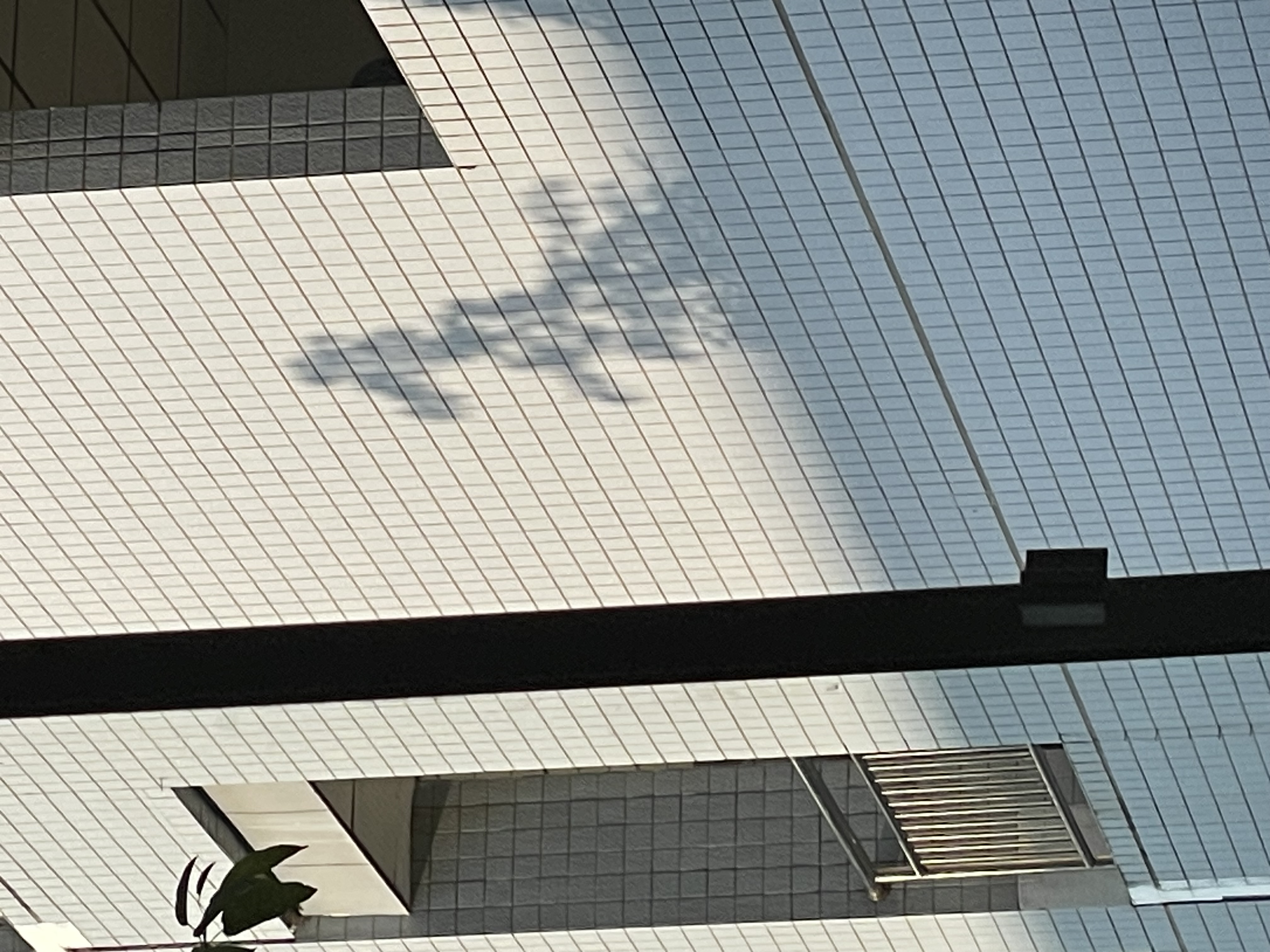 树影绰绰，倒映在教室外的墙上，让每一个过路人能清晰看到