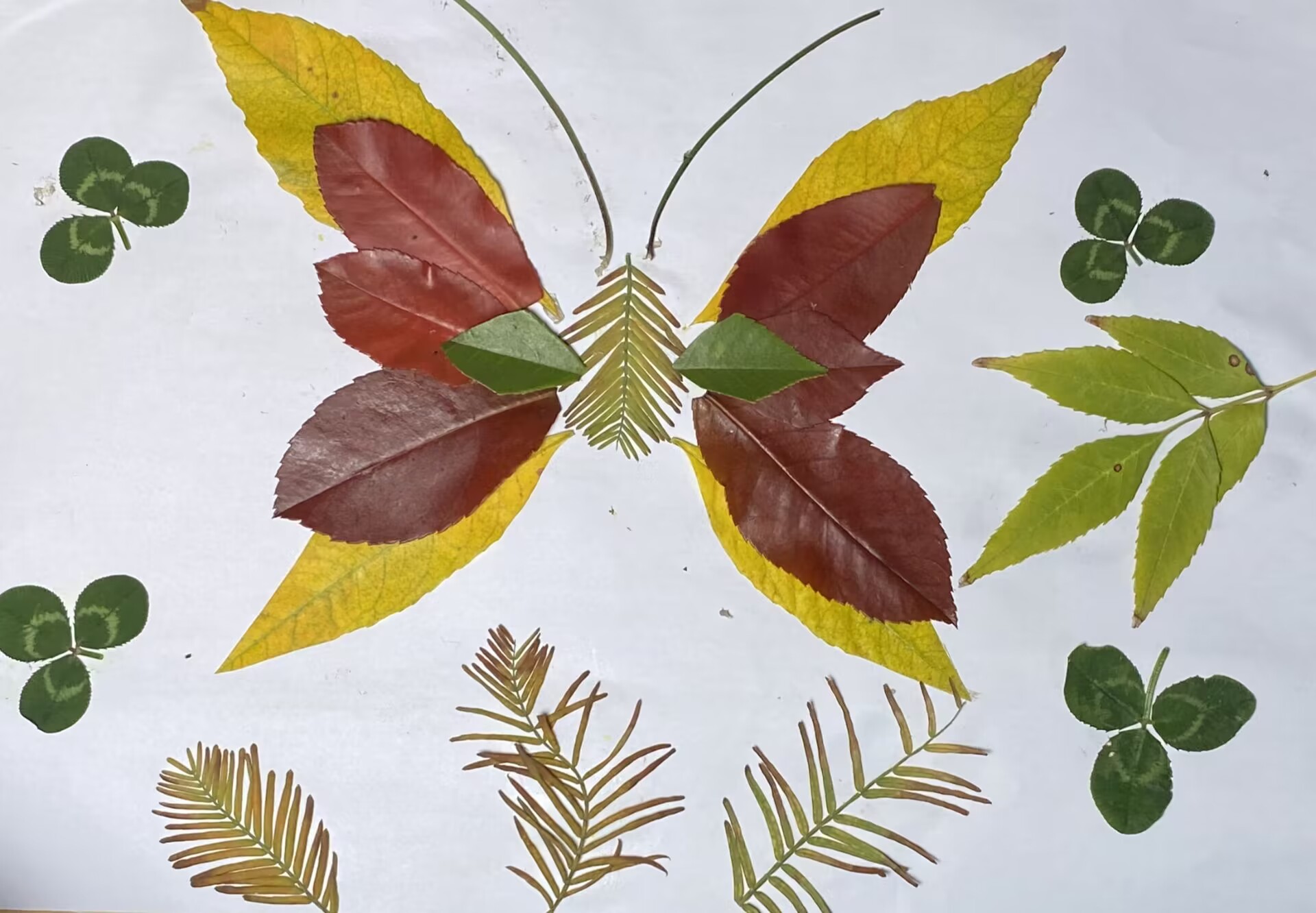 “树叶蝴蝶”翩翩起舞