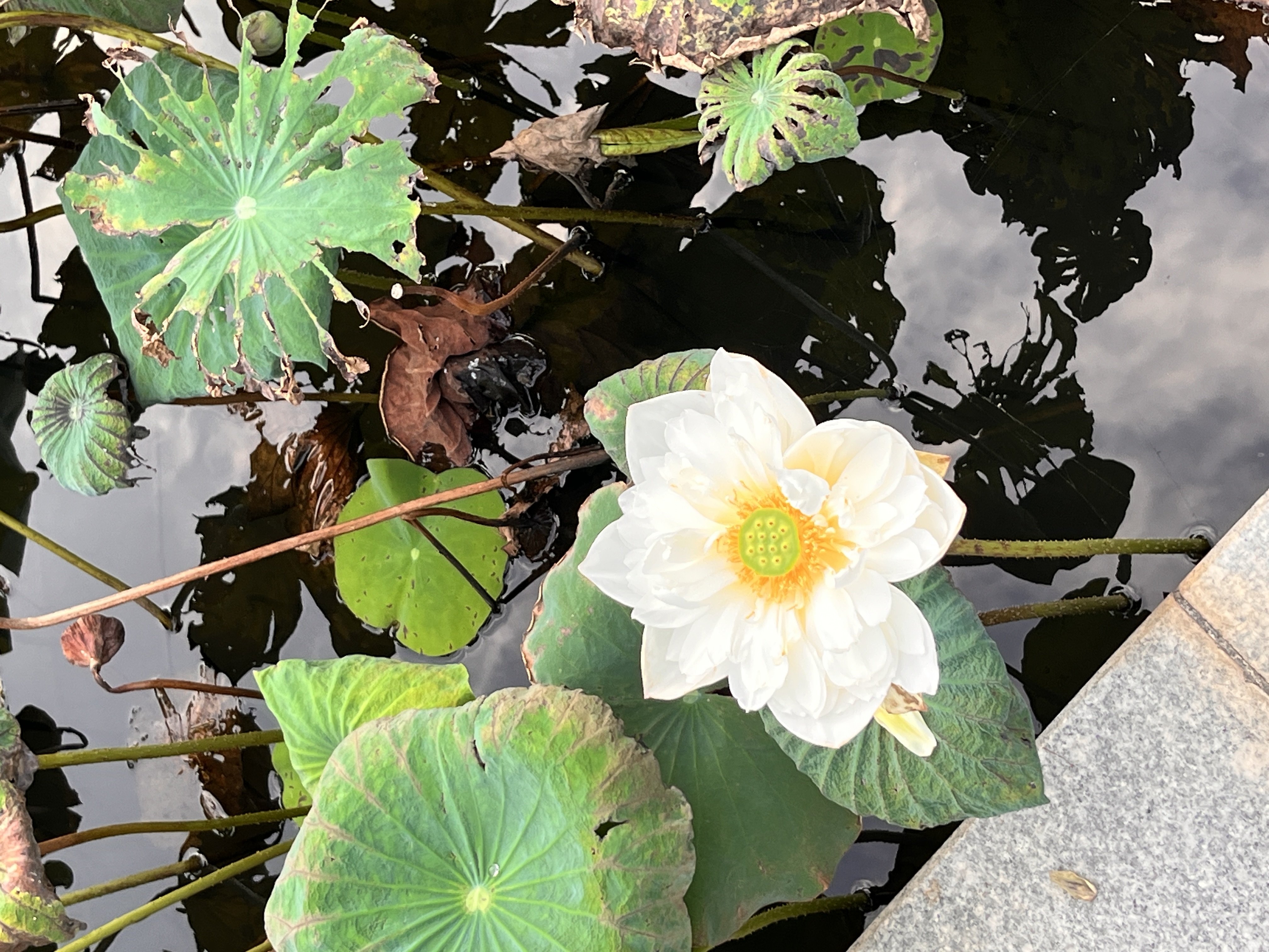 在秋天的午后，我漫步在学校的池塘边，发现那独特的秋日景象与荷花的美丽相互交织，于是，我捕捉下了这些美丽的瞬间。