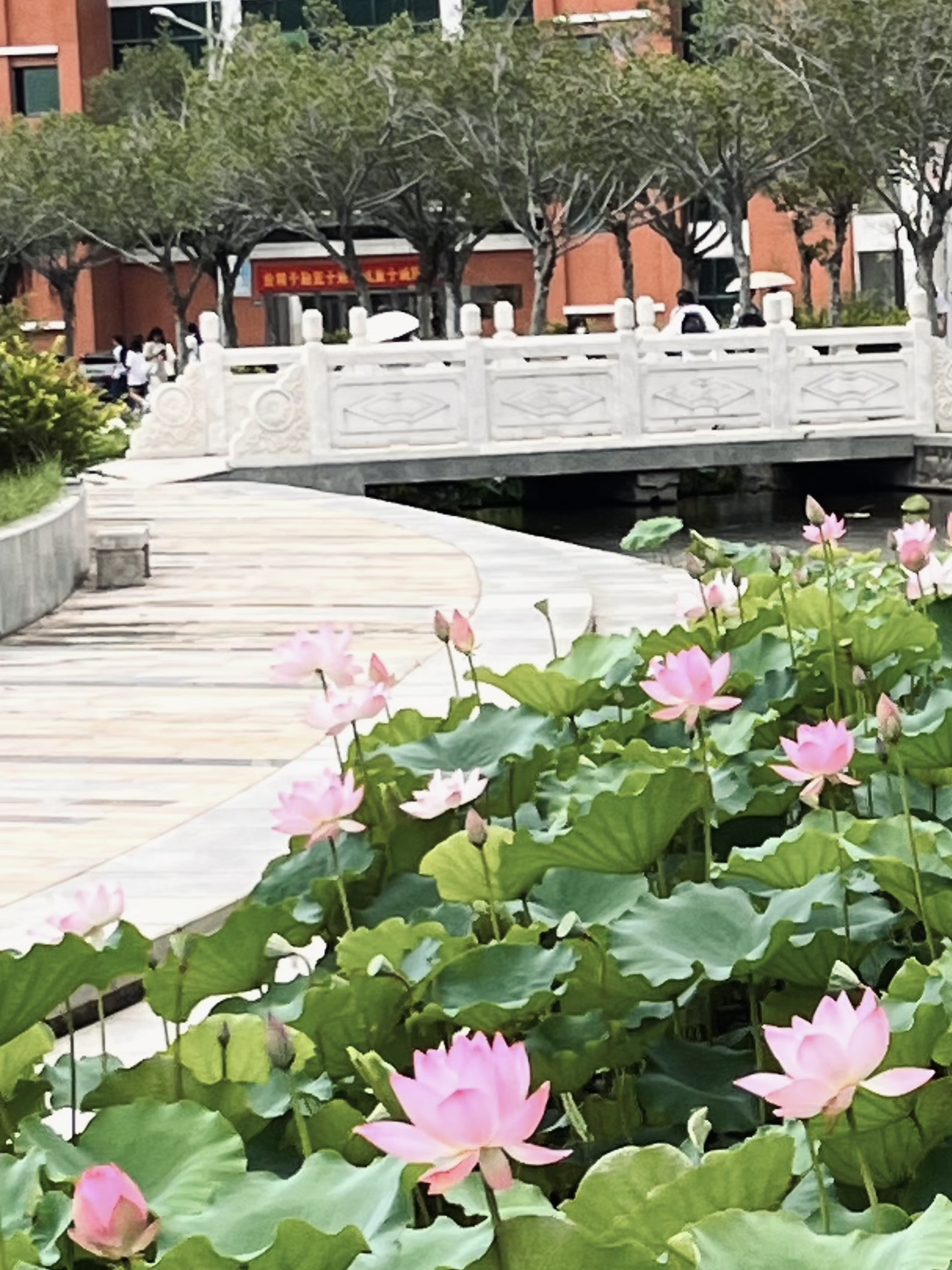 水槛间荷影婆娑，

岁月轻舟，梦中漂泊