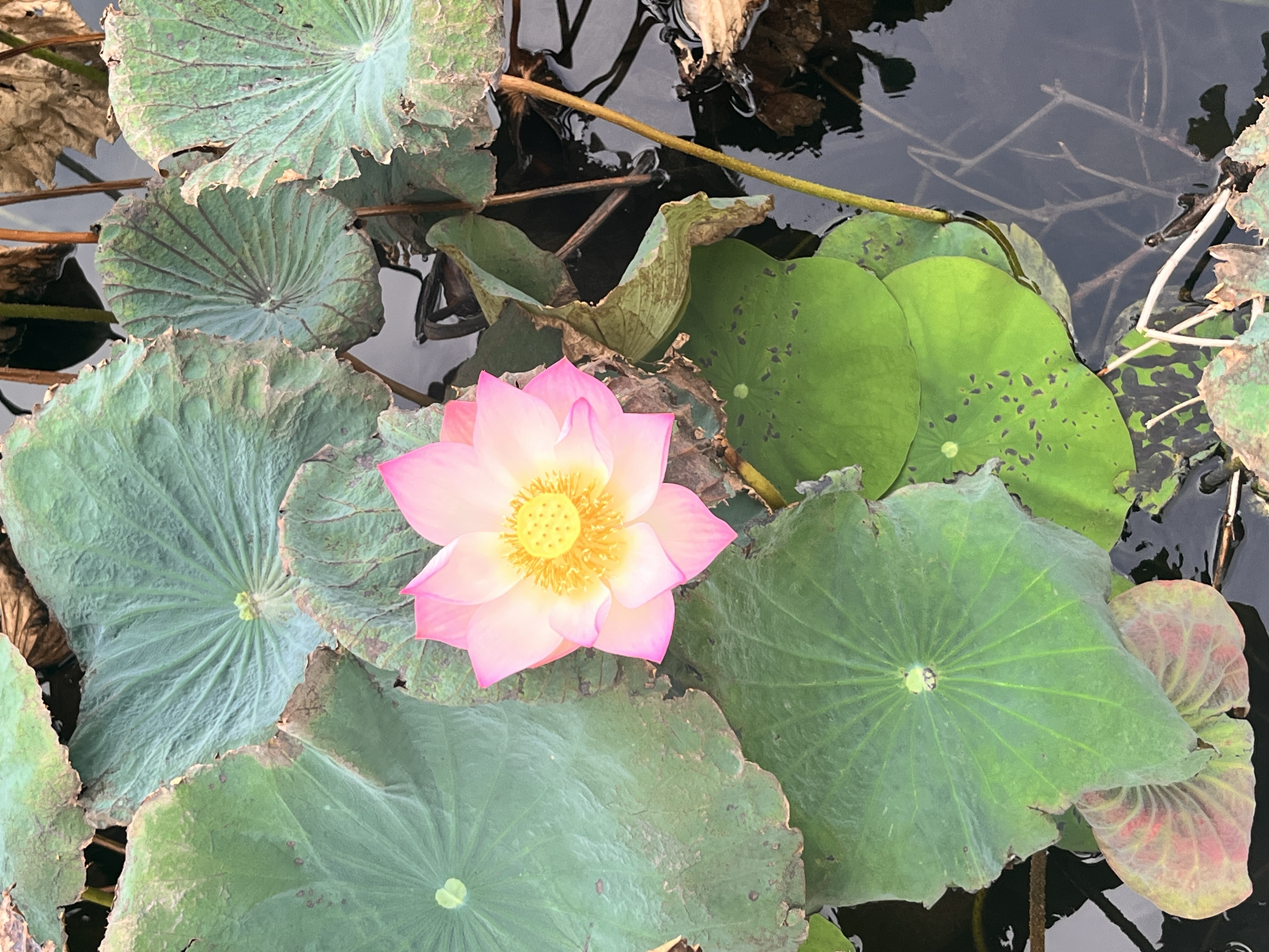 荷花婀娜多姿，花瓣粉白如雪，香气扑鼻；碧绿的荷叶轻拂水面，荡起涟漪；花心如黄金般灿烂，散发出宁静与纯净。