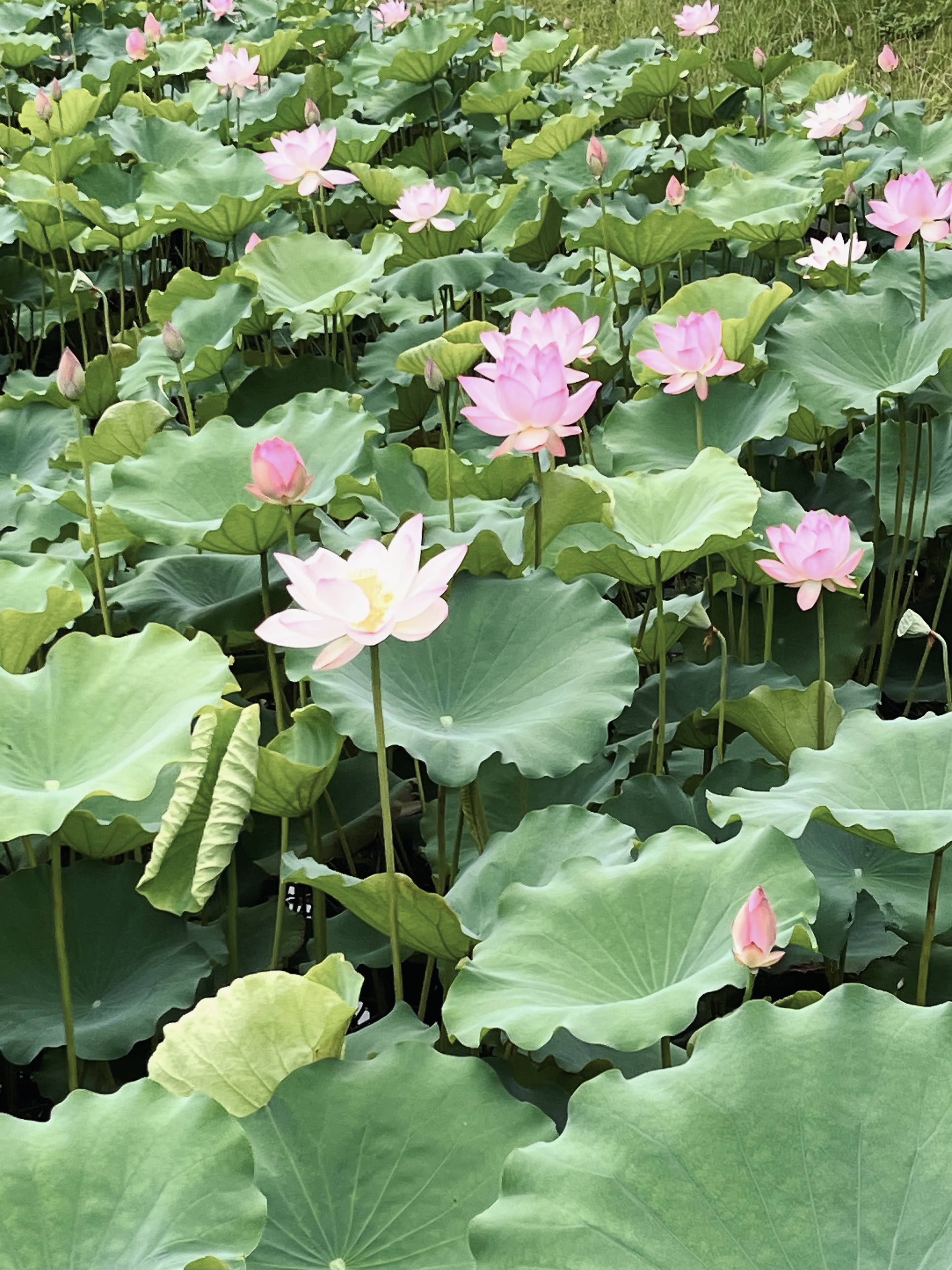 秋韵荷花校园美景。