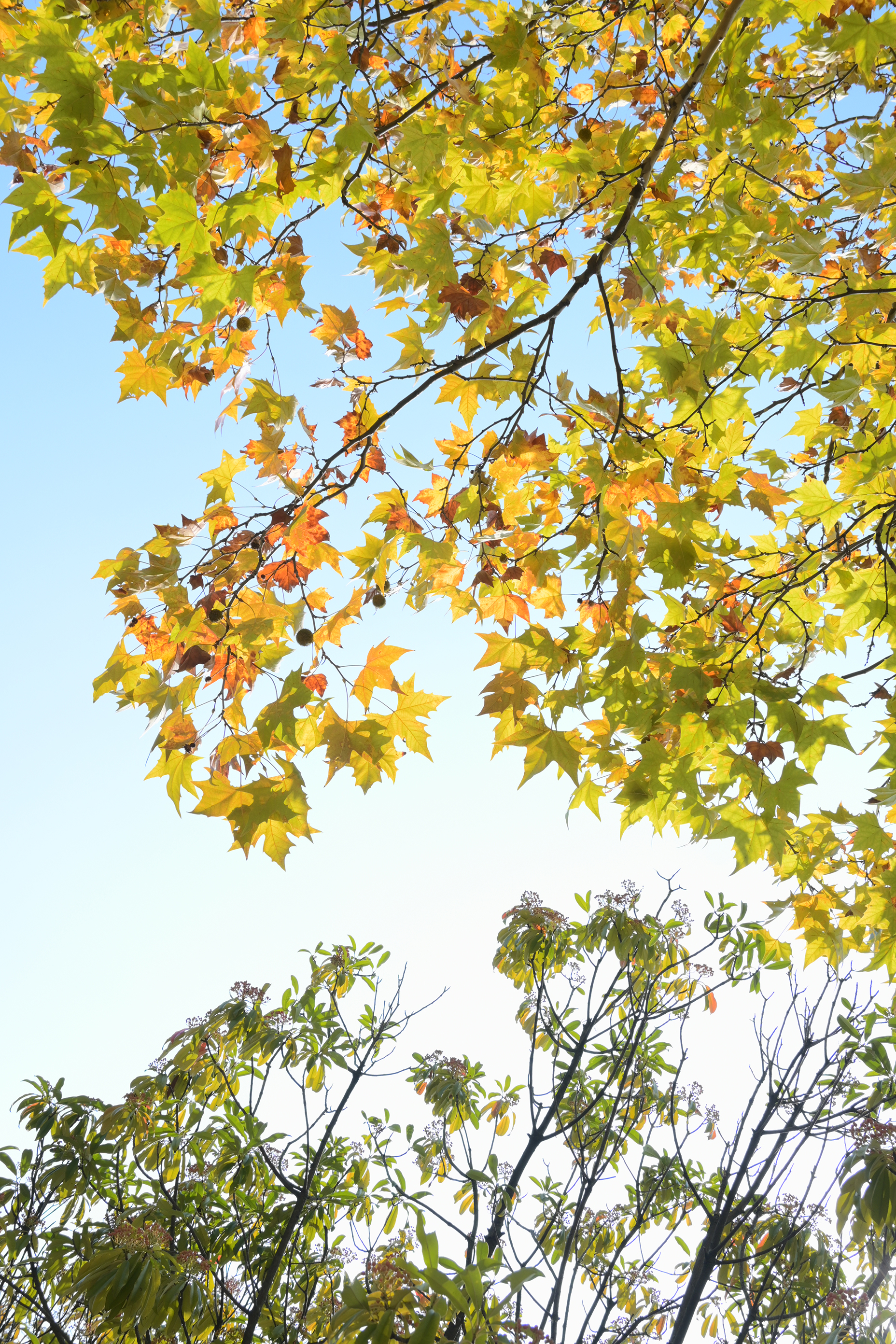 【秋冬的心事】明媚秋日,治愈心灵