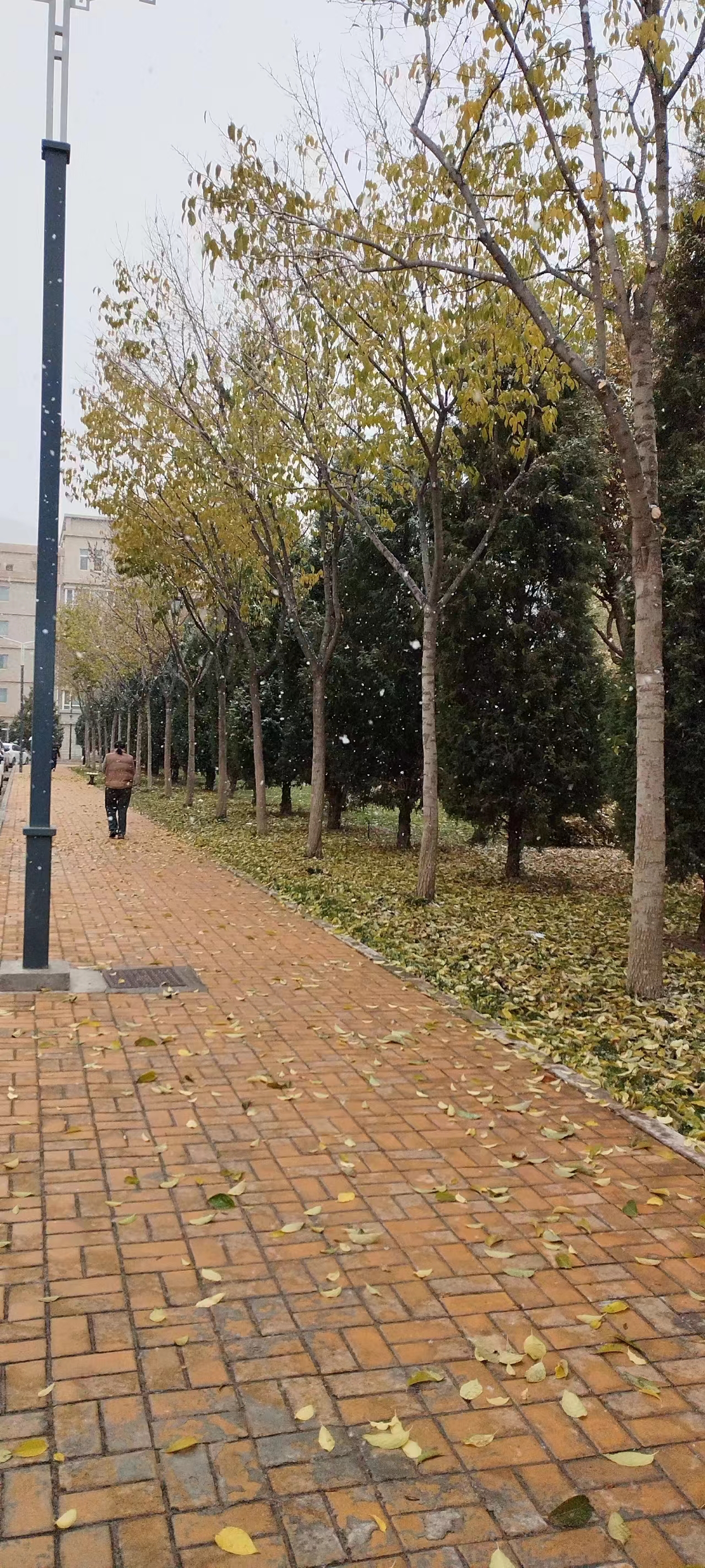 入冬的第一场雪~