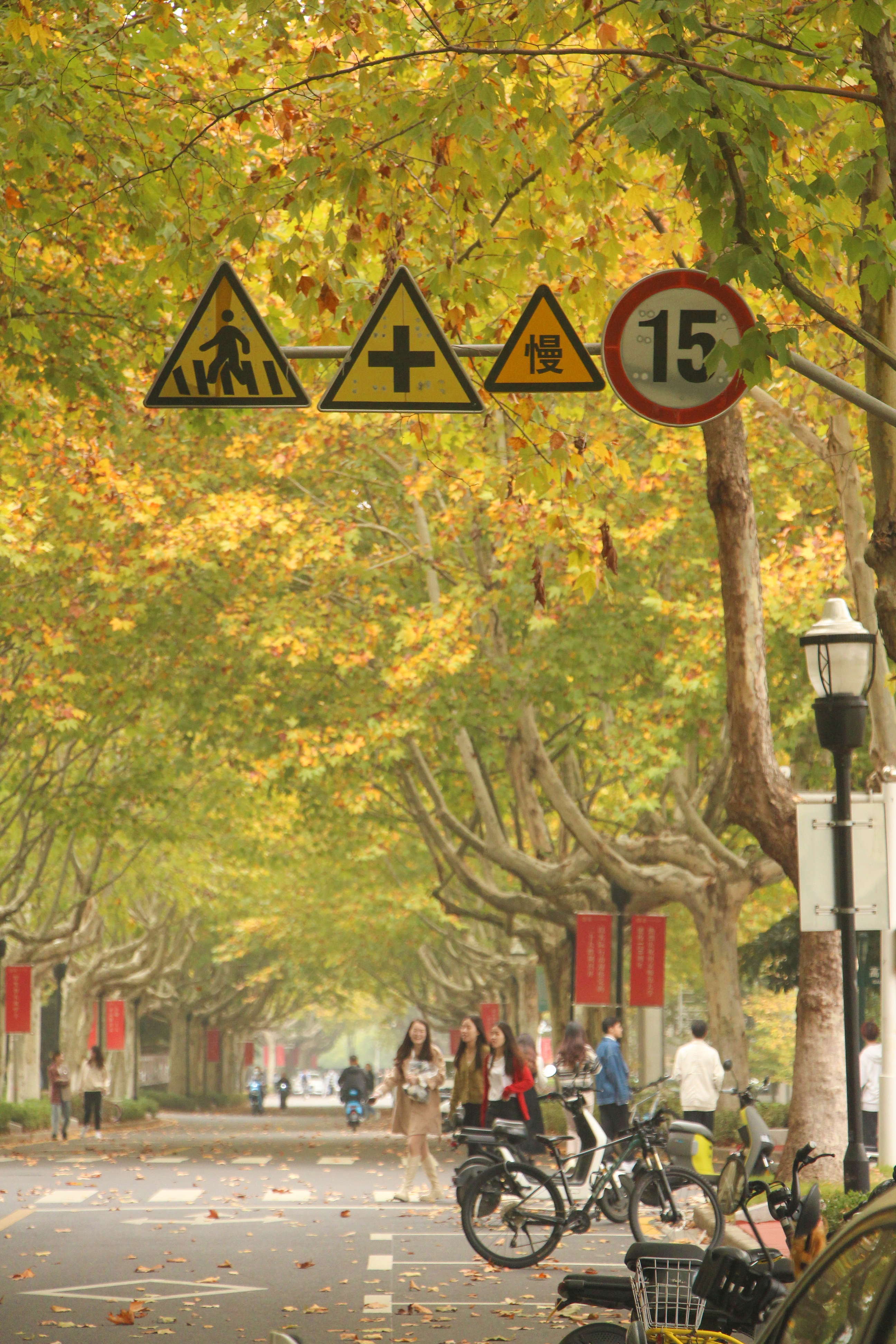 让我们一起在梧桐大道上散步、闲聊，感受秋的温暖吧！
