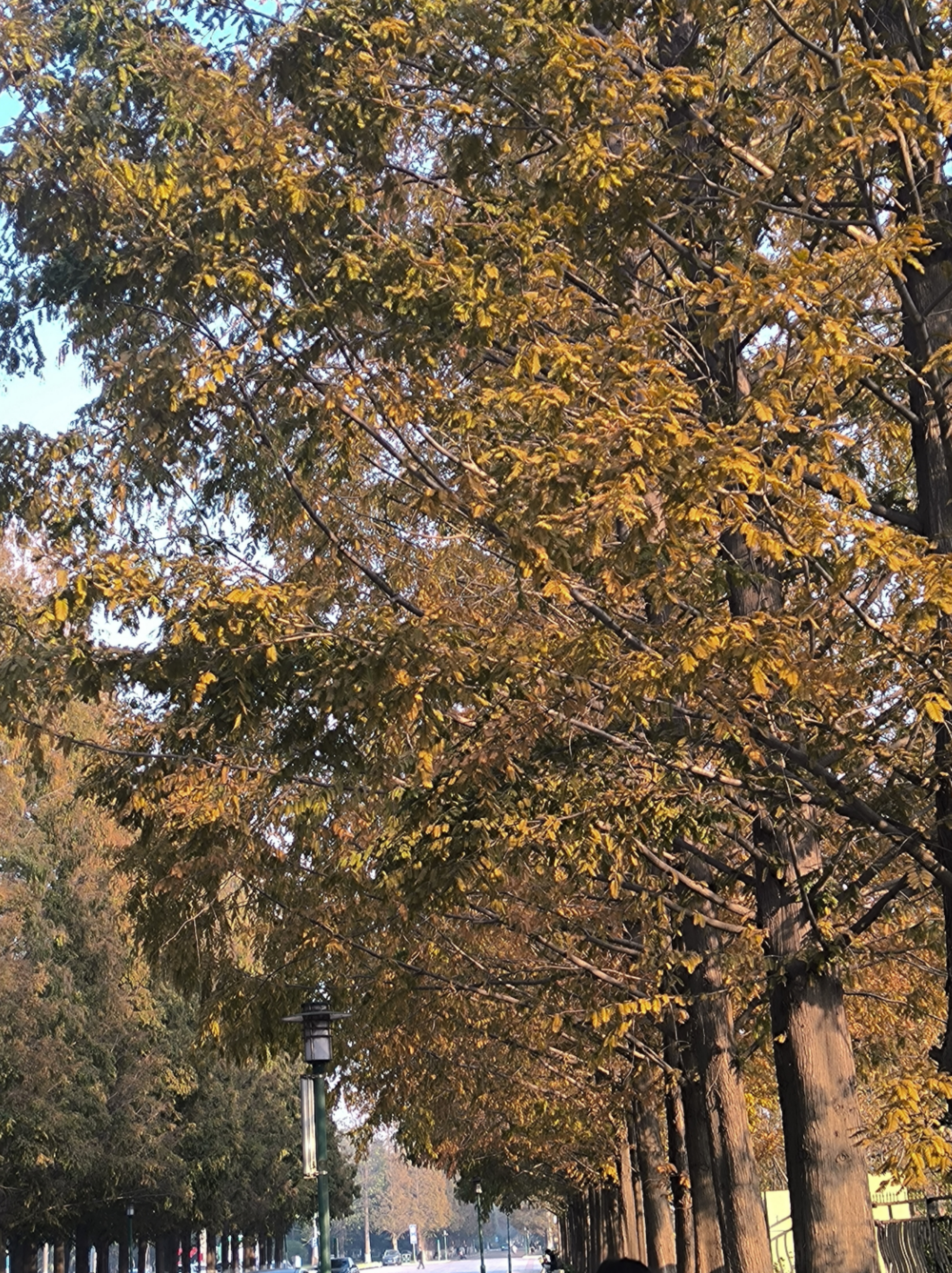 漫步在校园里，看着两边的大树🌲，心情真的很好！