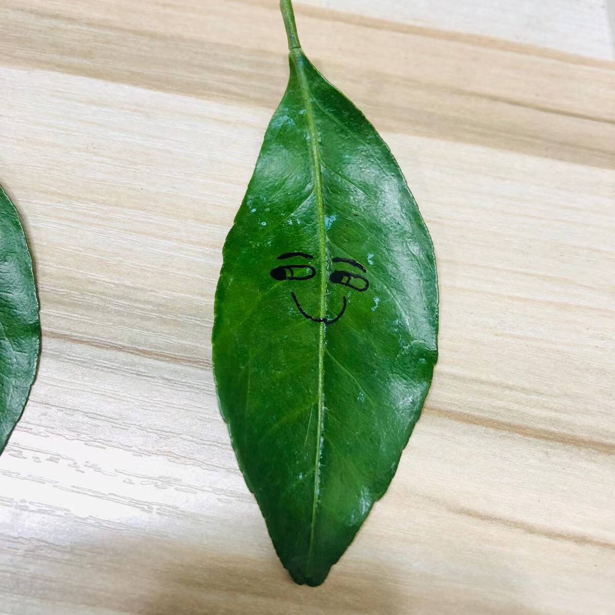 碧绿新鲜的树叶上露出一丝笑意，展现了春天到来生机盎然，到处一片生机，春天即为新起点，阳光灿烂的心情纷至沓来