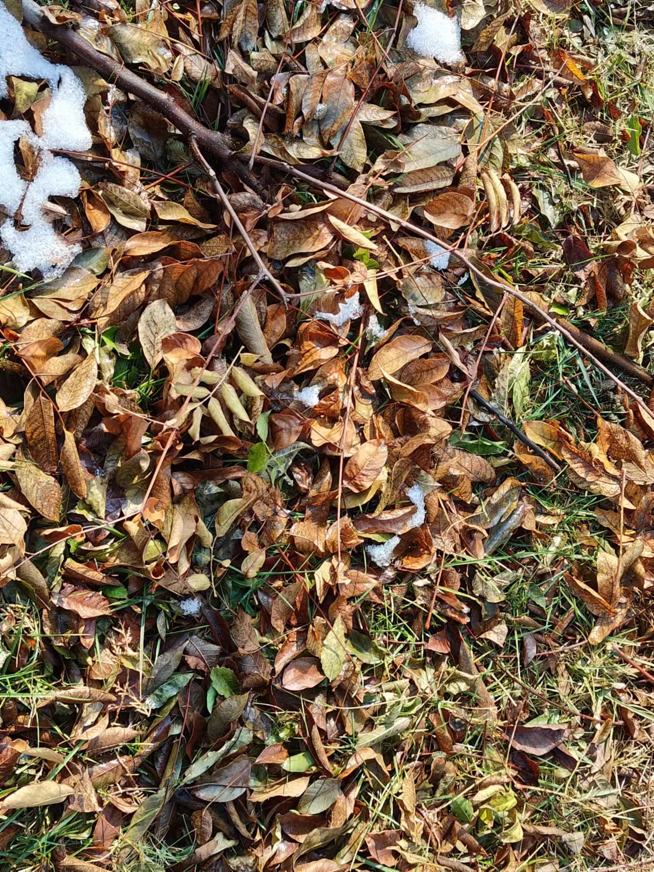 秋天到，树叶纷纷落下，冬天即为来临，枯黄的树叶失去了生机，悲伤，凄凉，失落，孤寂，这些消极情感涌上心头