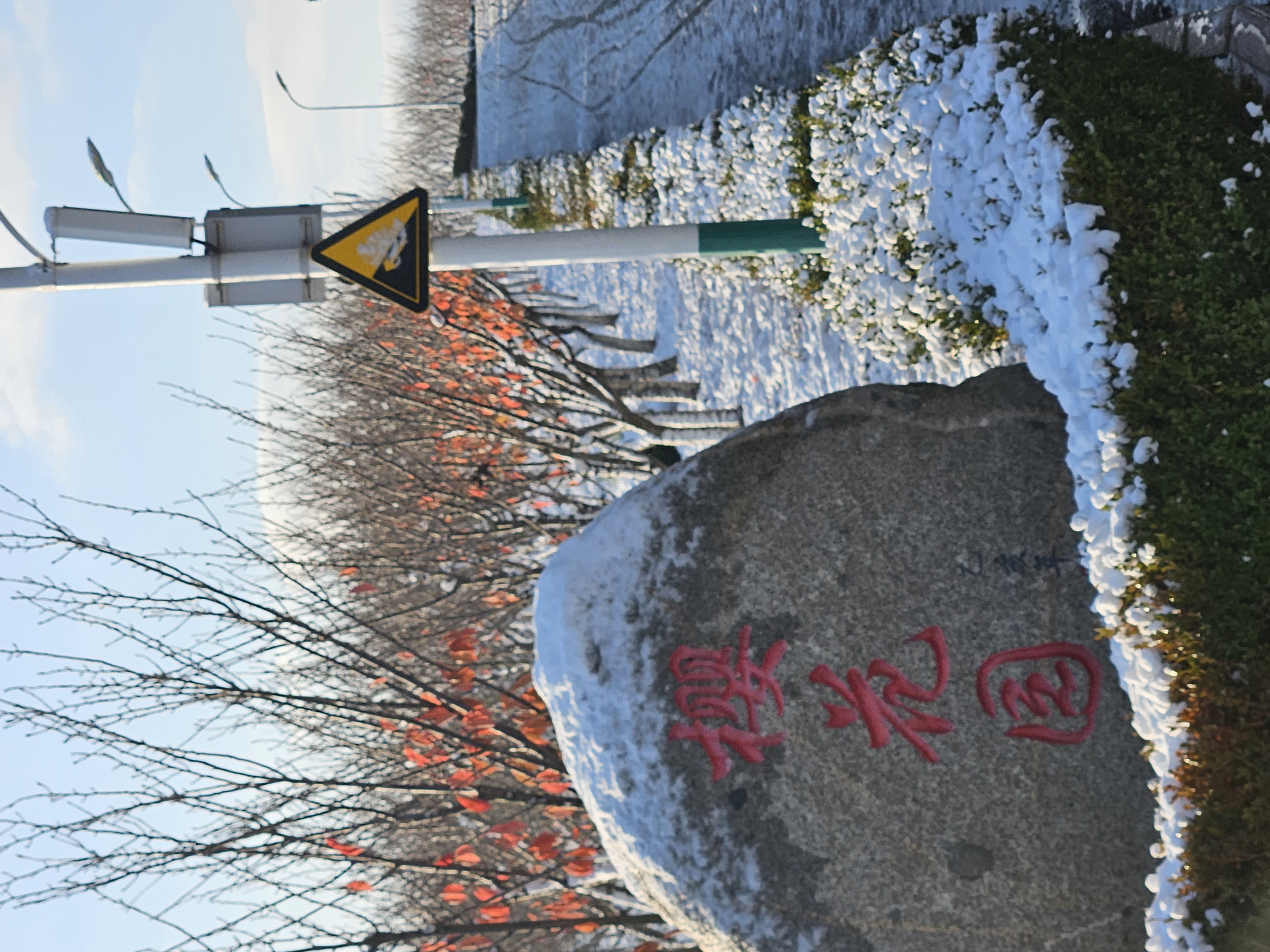 坚强的樱花树，不怕冻