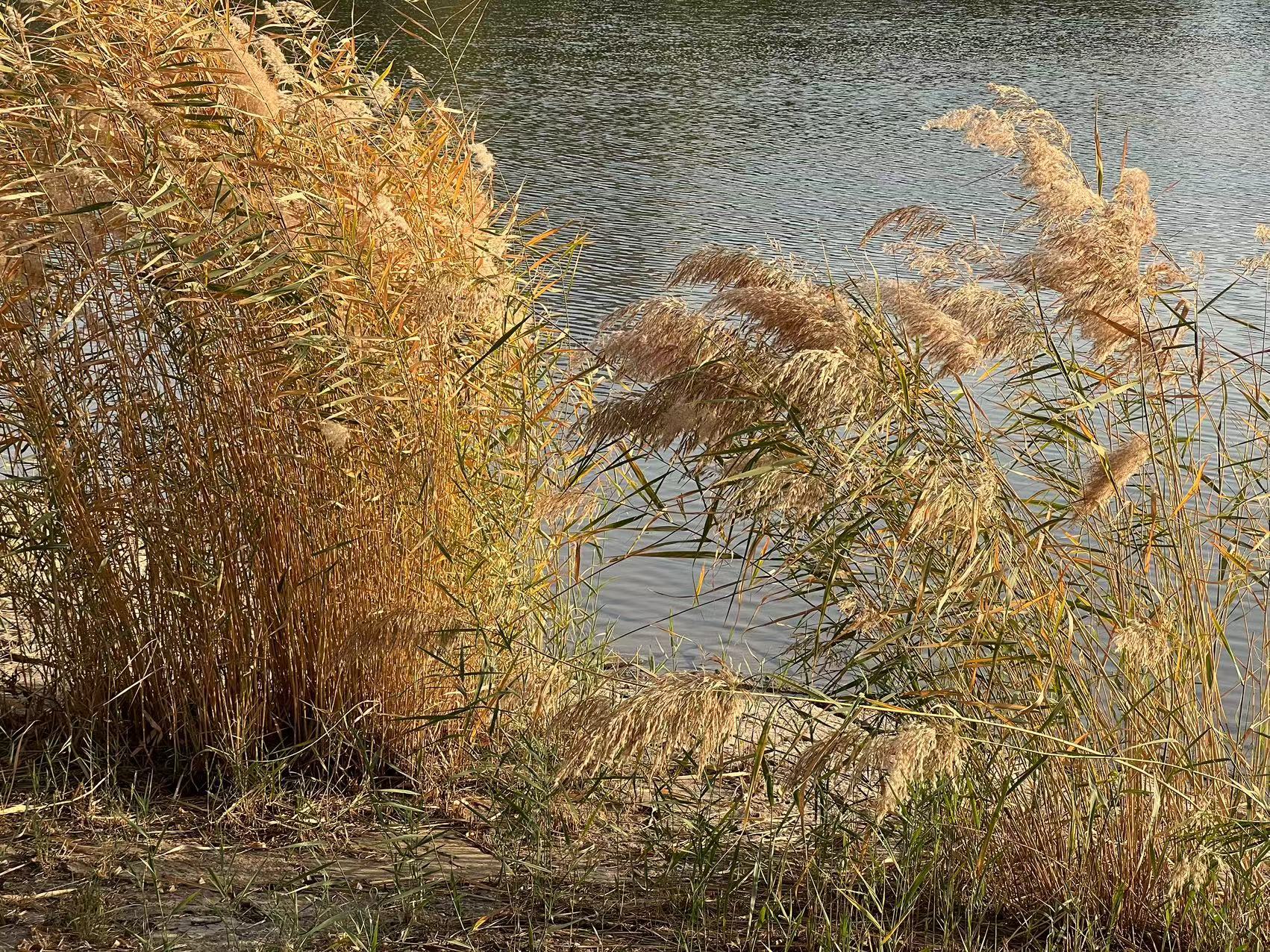 河边的芦苇有秋的味道