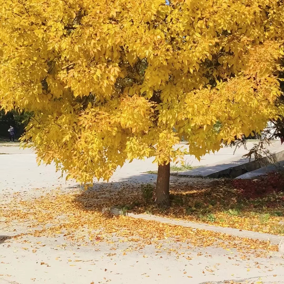 变黄的树充满秋天的气息