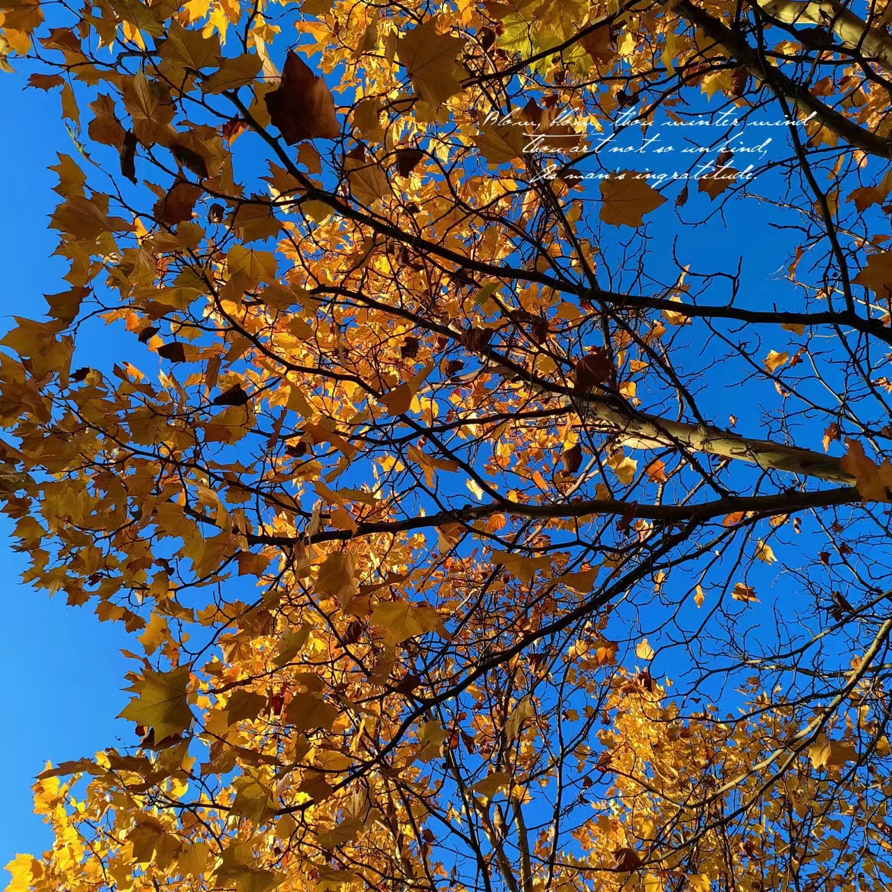 树树皆秋色