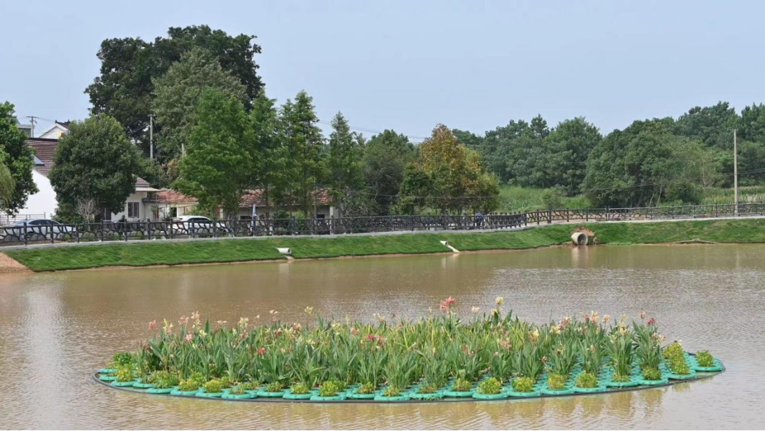 图为天门村的湖中花卉种植地 中国青年网通讯员 黎旦媚 摄.png