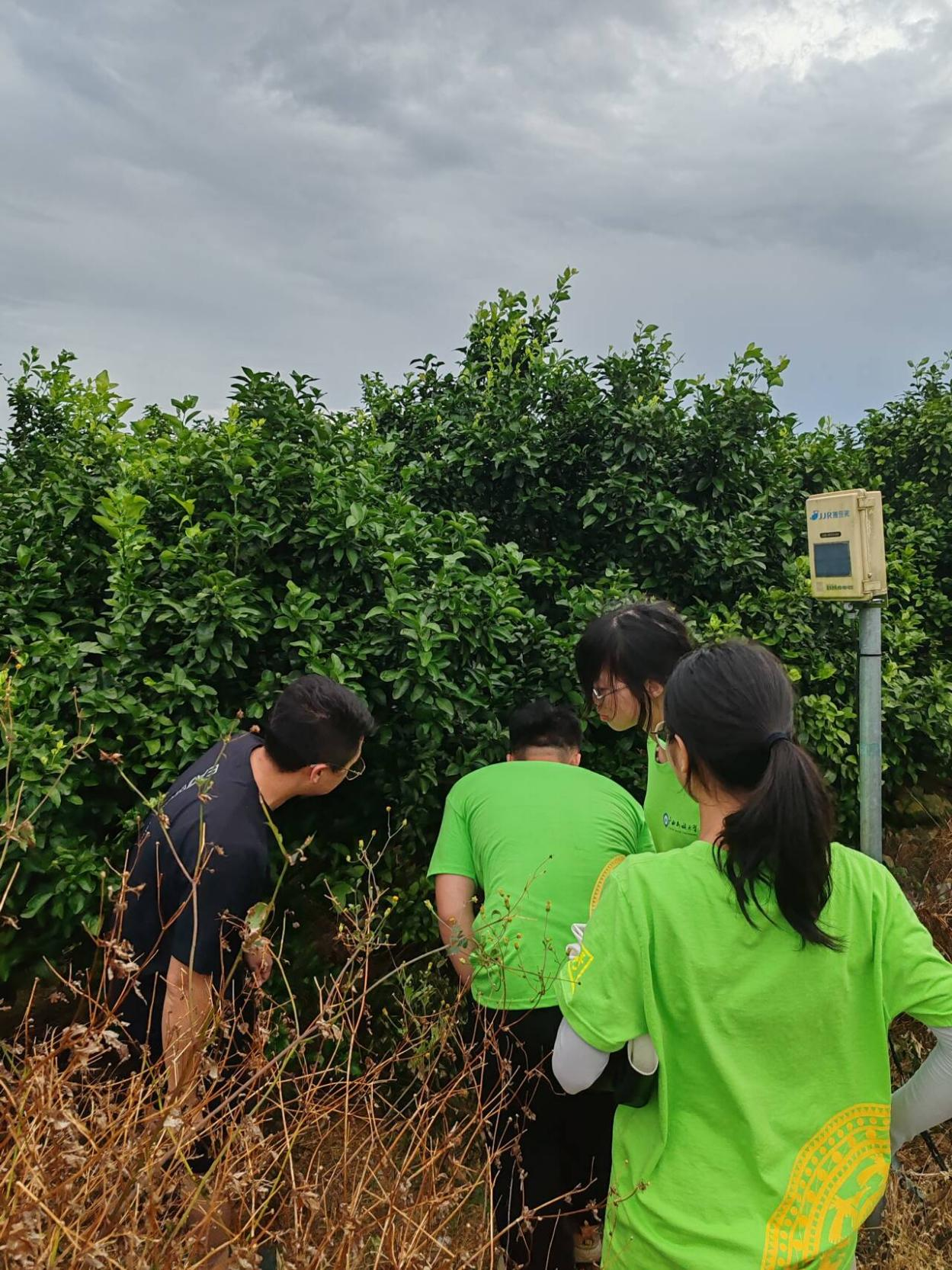 实践队探访万亩沙糖桔基地。在负责人引领下，队员们身体验果园风光，学习农业知识。(陈雅莉摄)
