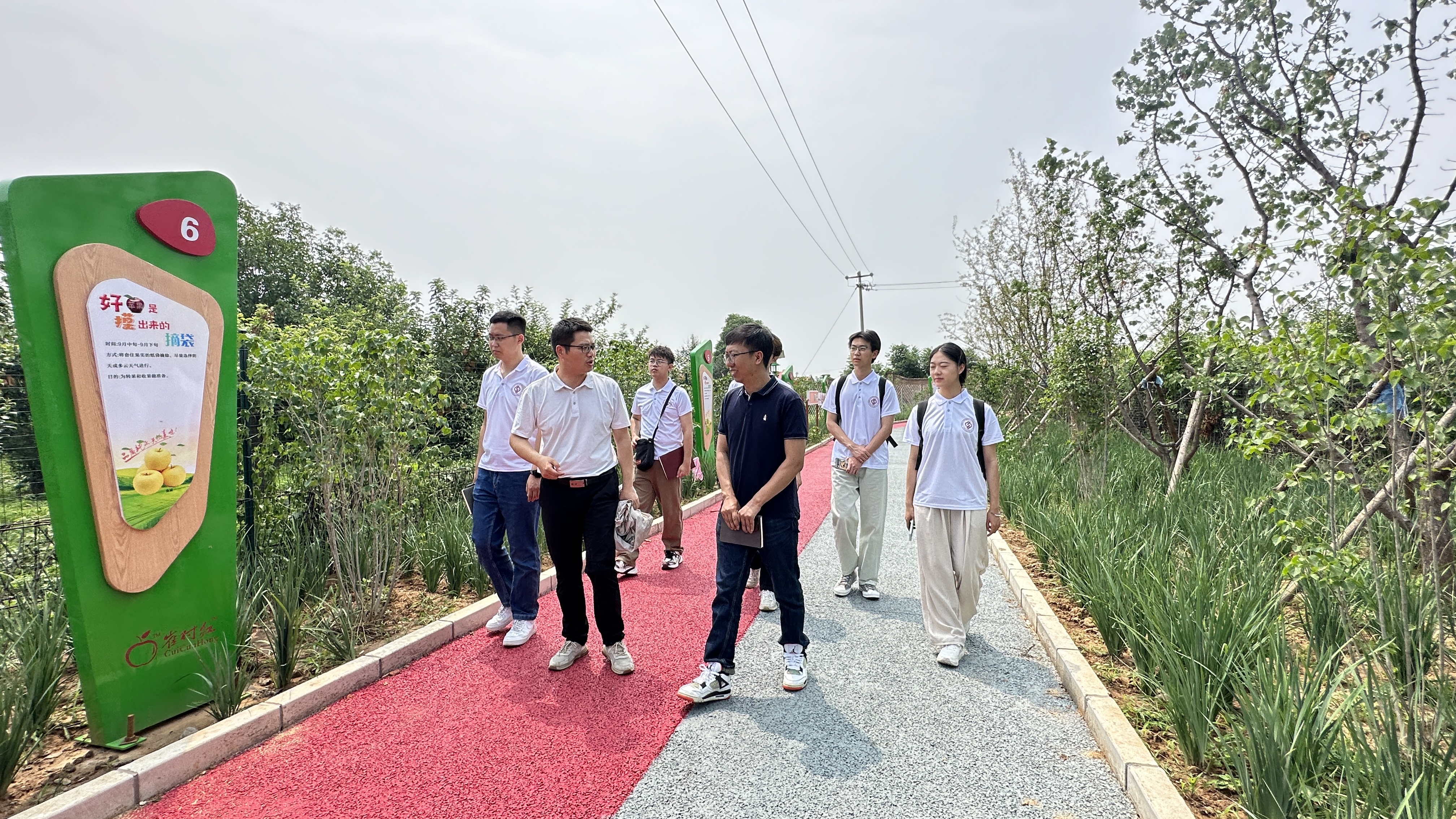实践团成员和崔村镇副镇长胡涵清漫步在苹果园外围的党建大道上，学习崔村镇的苹果产业发展史。
