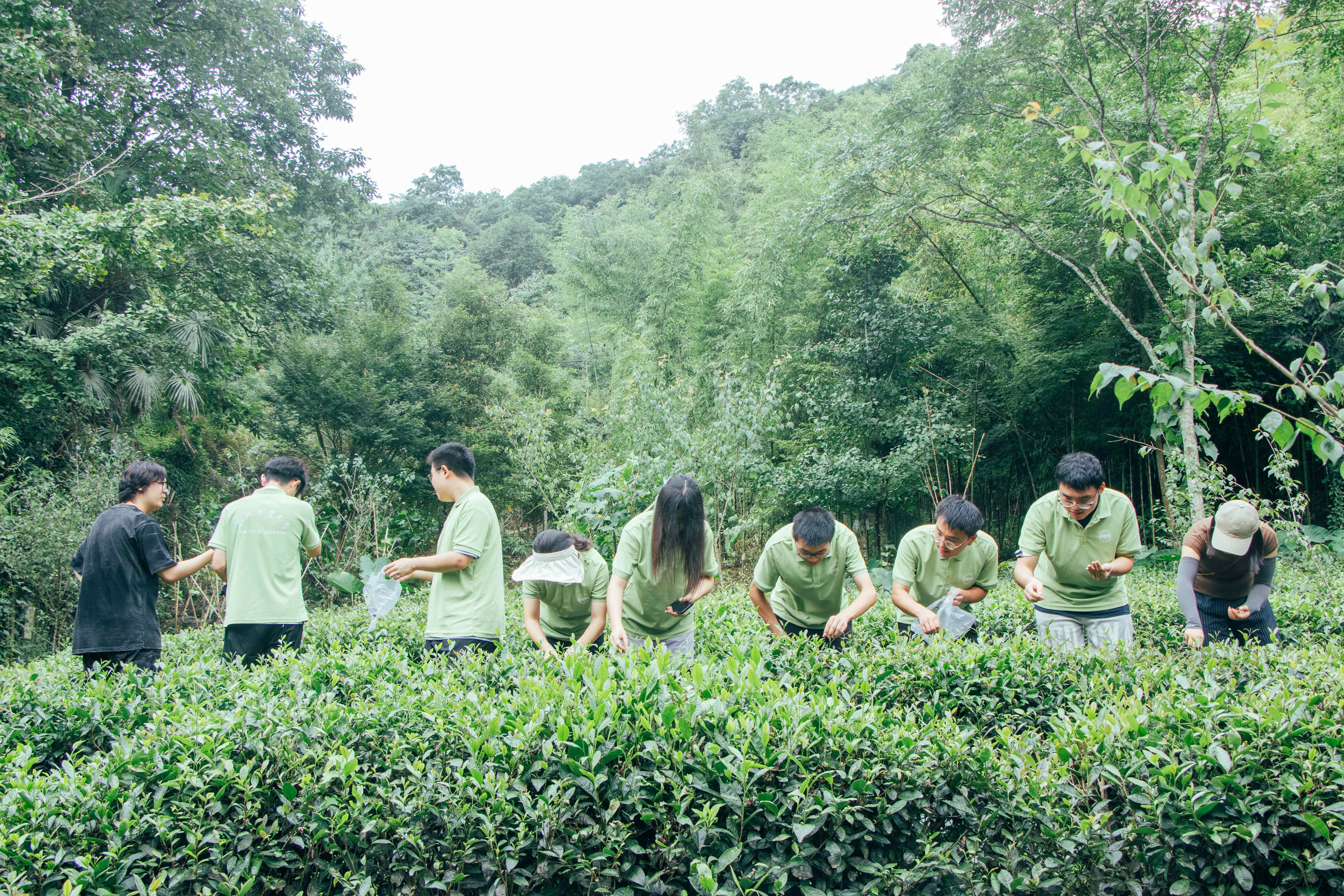 实践队员体验青城茶制作过程