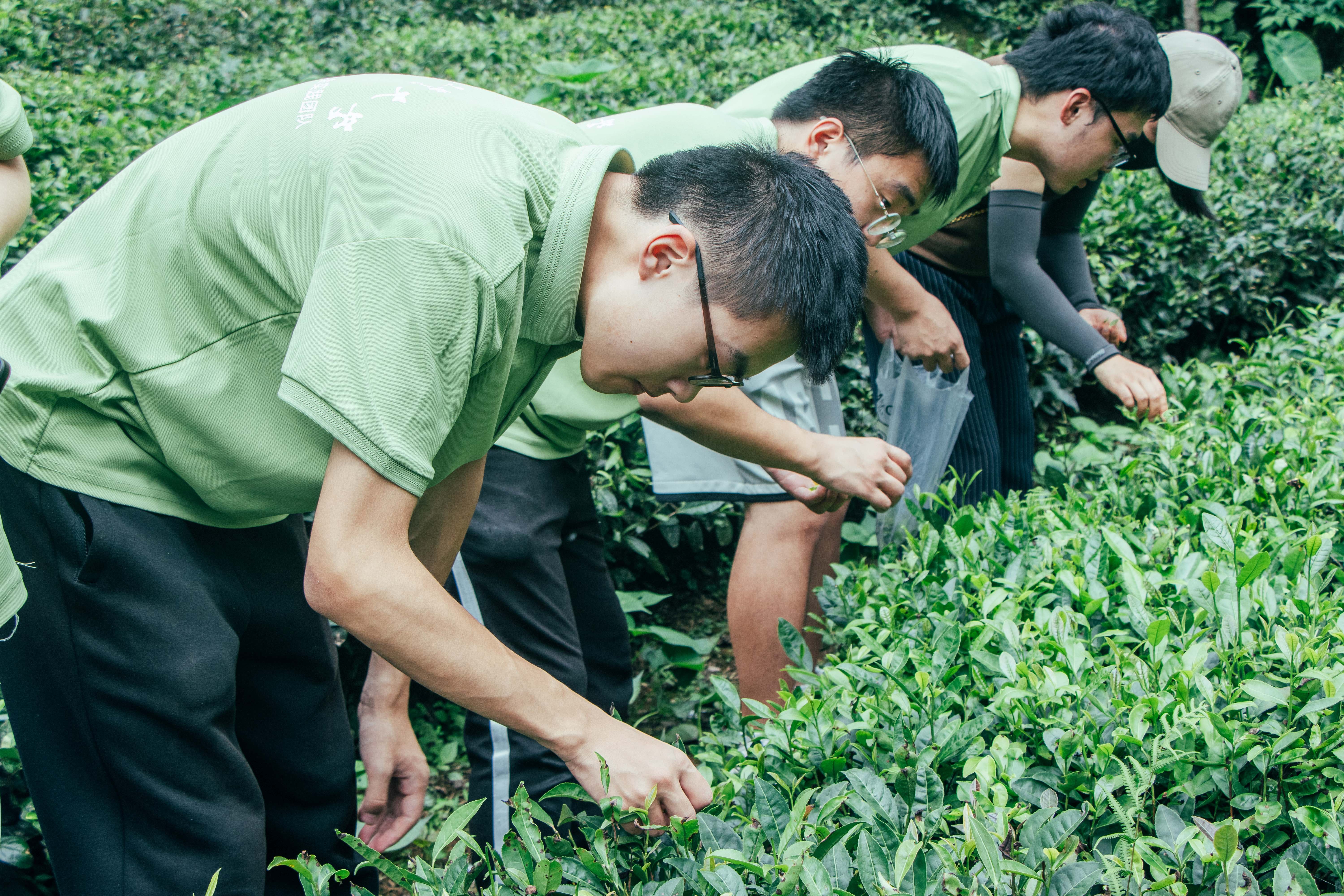 实践队体验青城茶制作过程