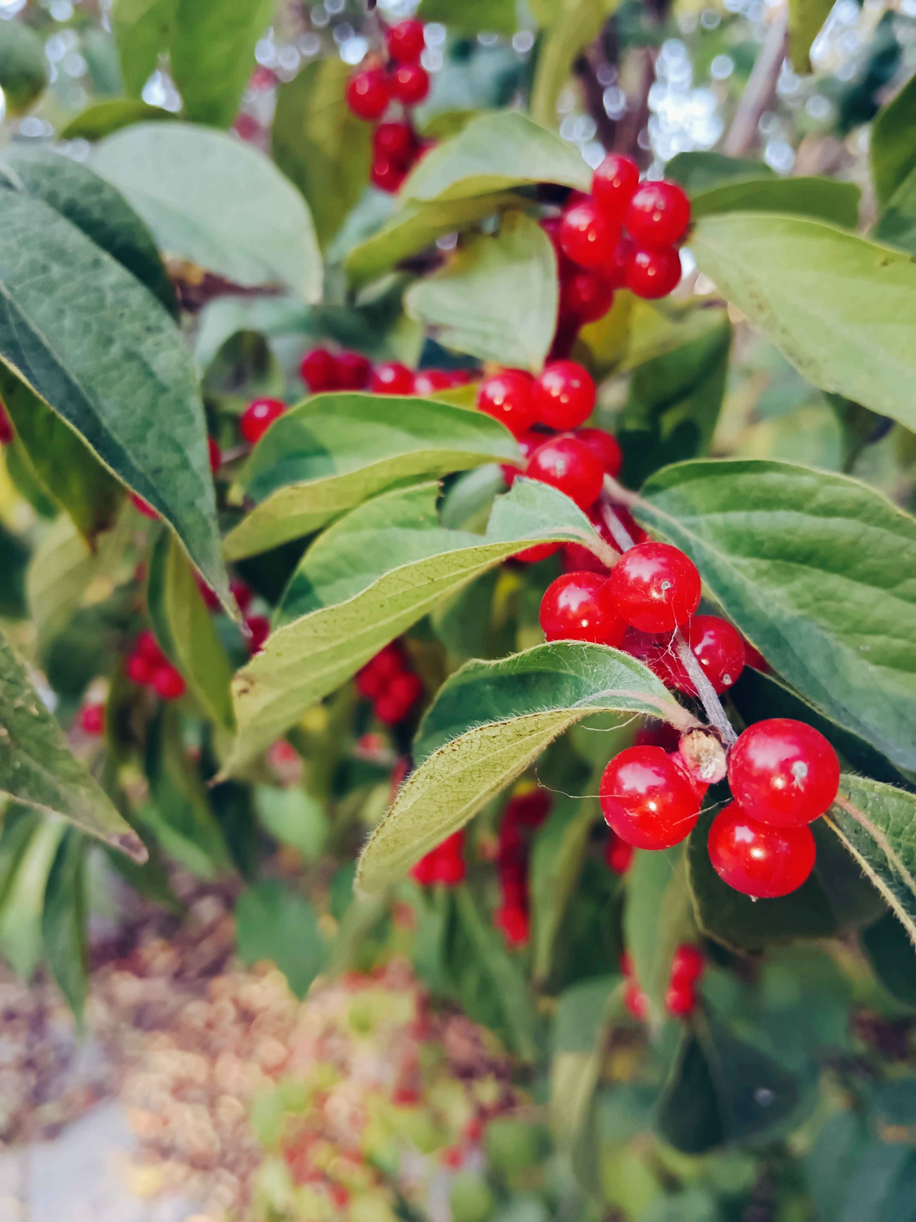 操場(chǎng)是那顆“櫻桃”中最具活力的部分。紅色塑膠跑道環(huán)繞綠茵場(chǎng)，恰似那鮮艷的外皮包裹著甜美的果肉，迸發(fā)出的熱烈氣息。