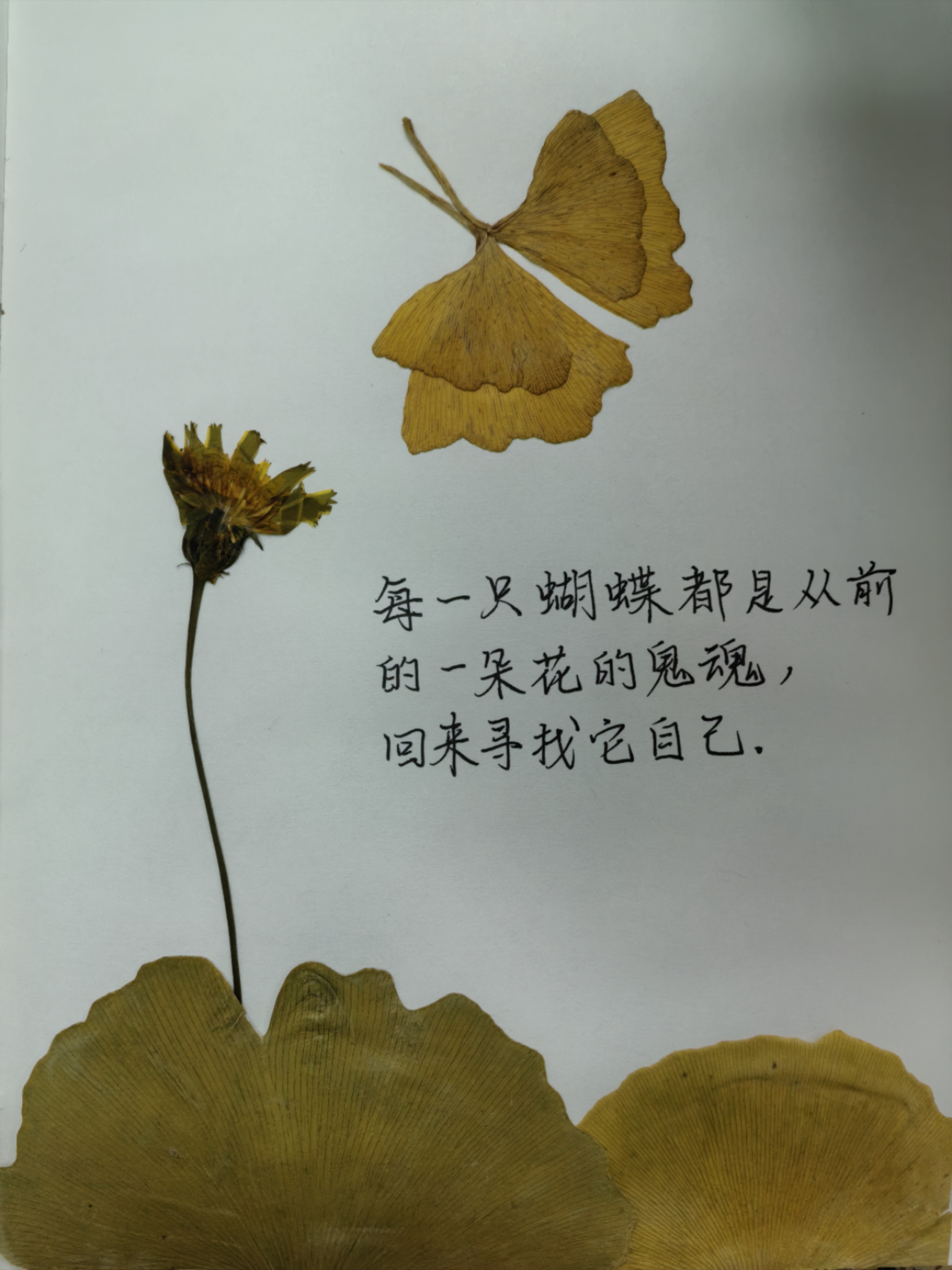 每一只蝴蝶都是从前的一朵花的鬼魂,回来寻找它自己。