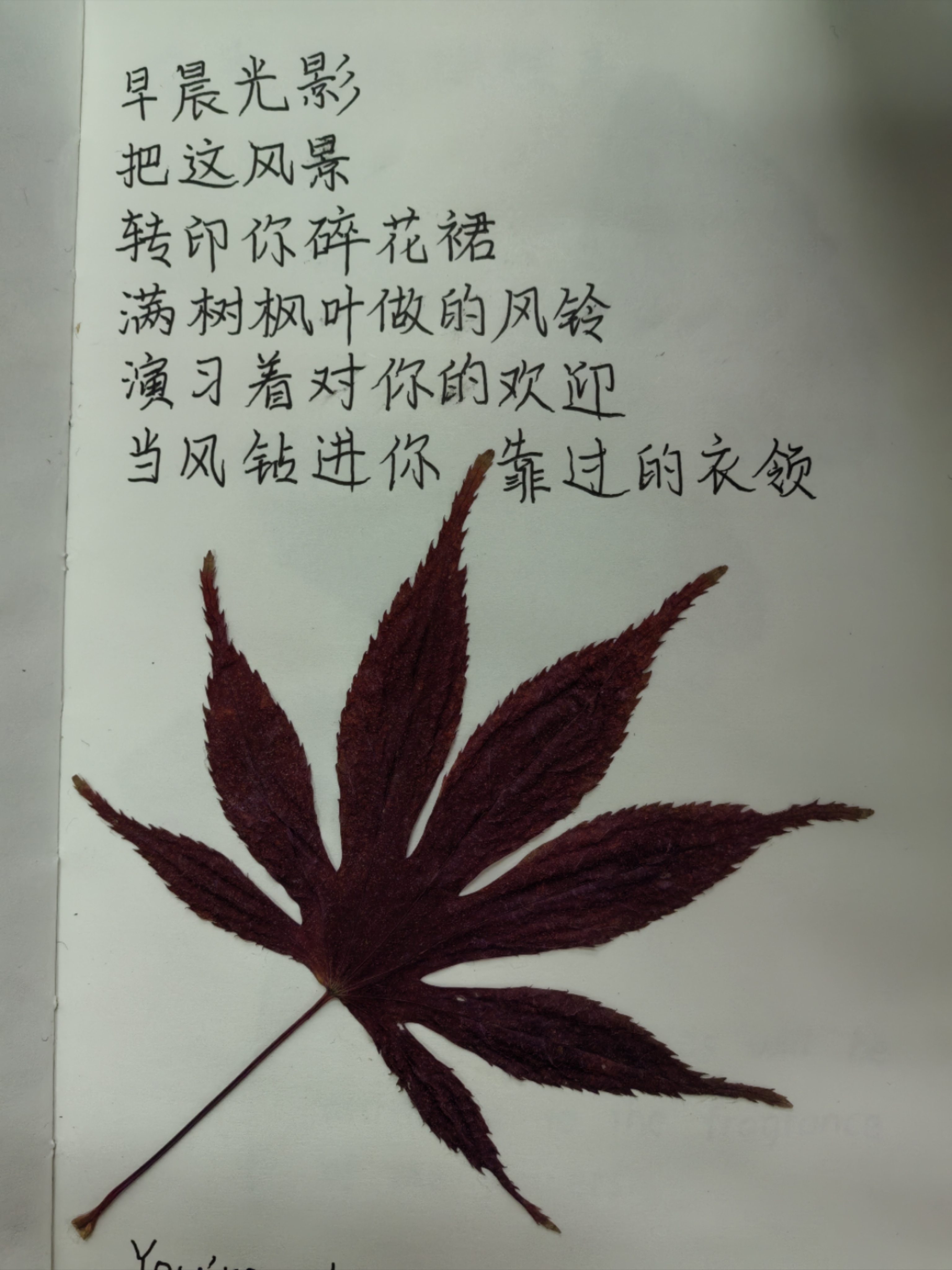 早晨光影把这风景
转印你碎花裙
满树枫叶做的风铃演习着对你的欢迎
当风钻进你靠过的衣领