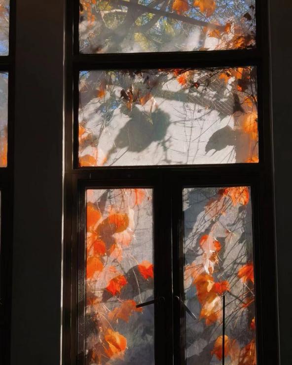 秋意站在窗外向你招手。亲和的，热烈的，想要将你也邀请到秋天中去。