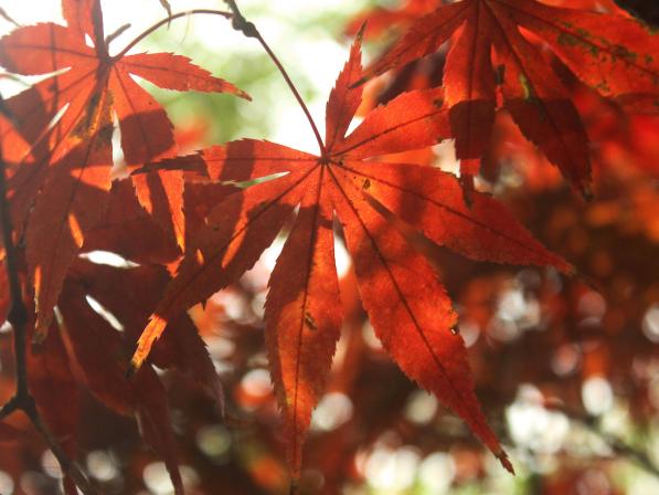 枫叶把它的整片叶子都舒展了，就像是在享受和煦的阳光。