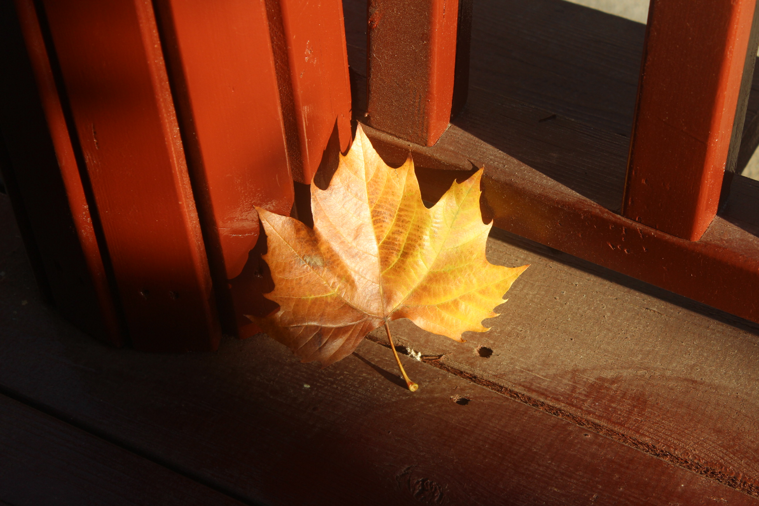 一叶知秋。那一抹亮黄色，在土地上留下了秋天经过的痕迹。