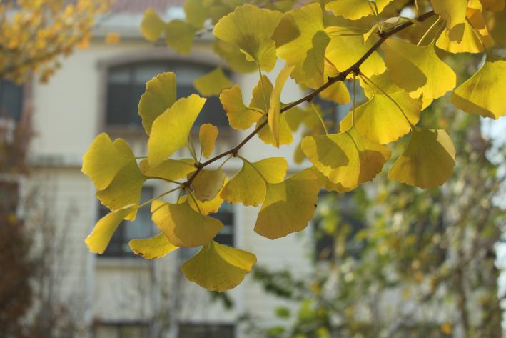 生如夏花，静如秋叶。银杏无声，却承载着晚秋的热烈。