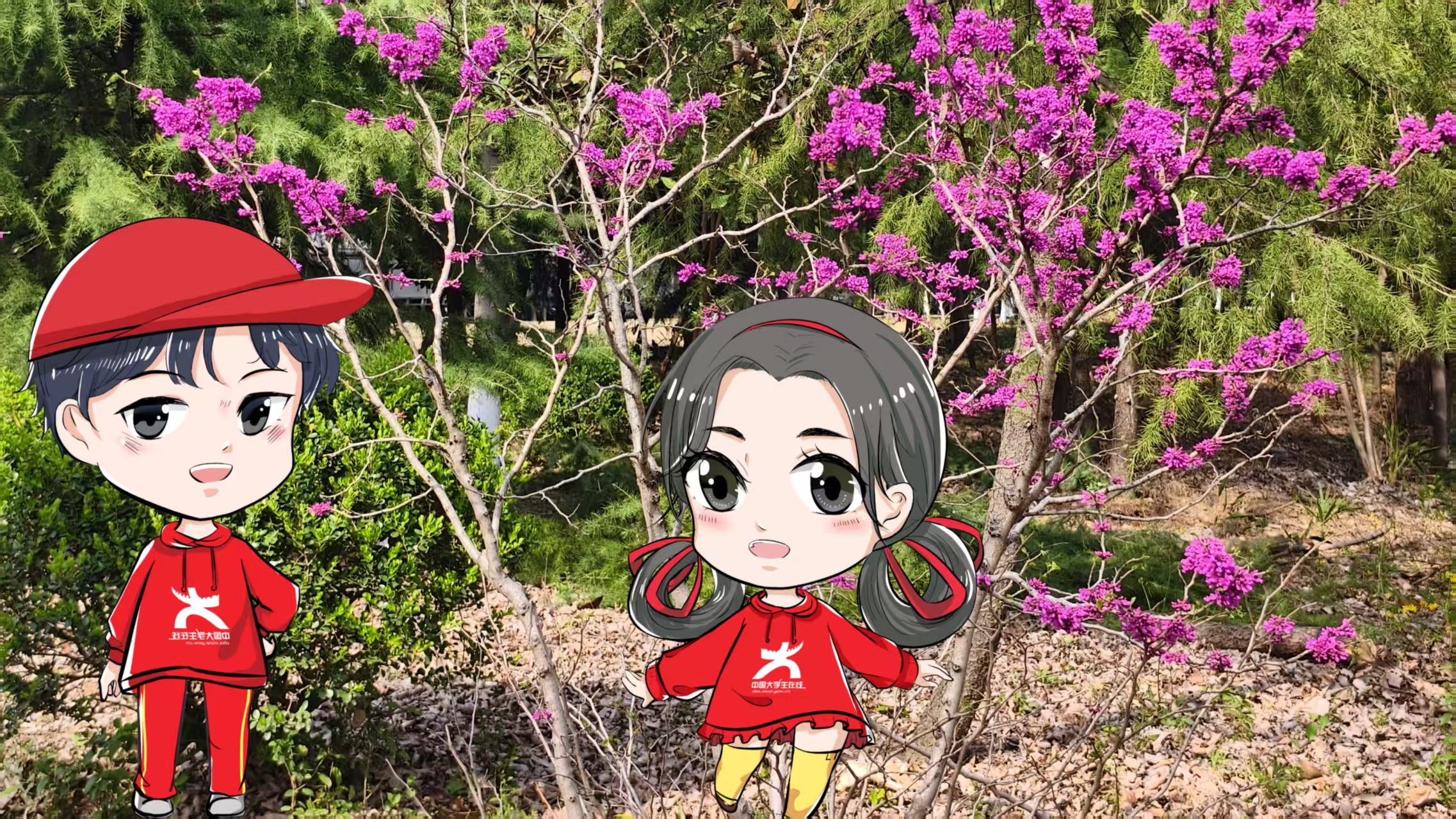 圖為南京信息職業(yè)技術(shù)學(xué)院中的叢生紫荊