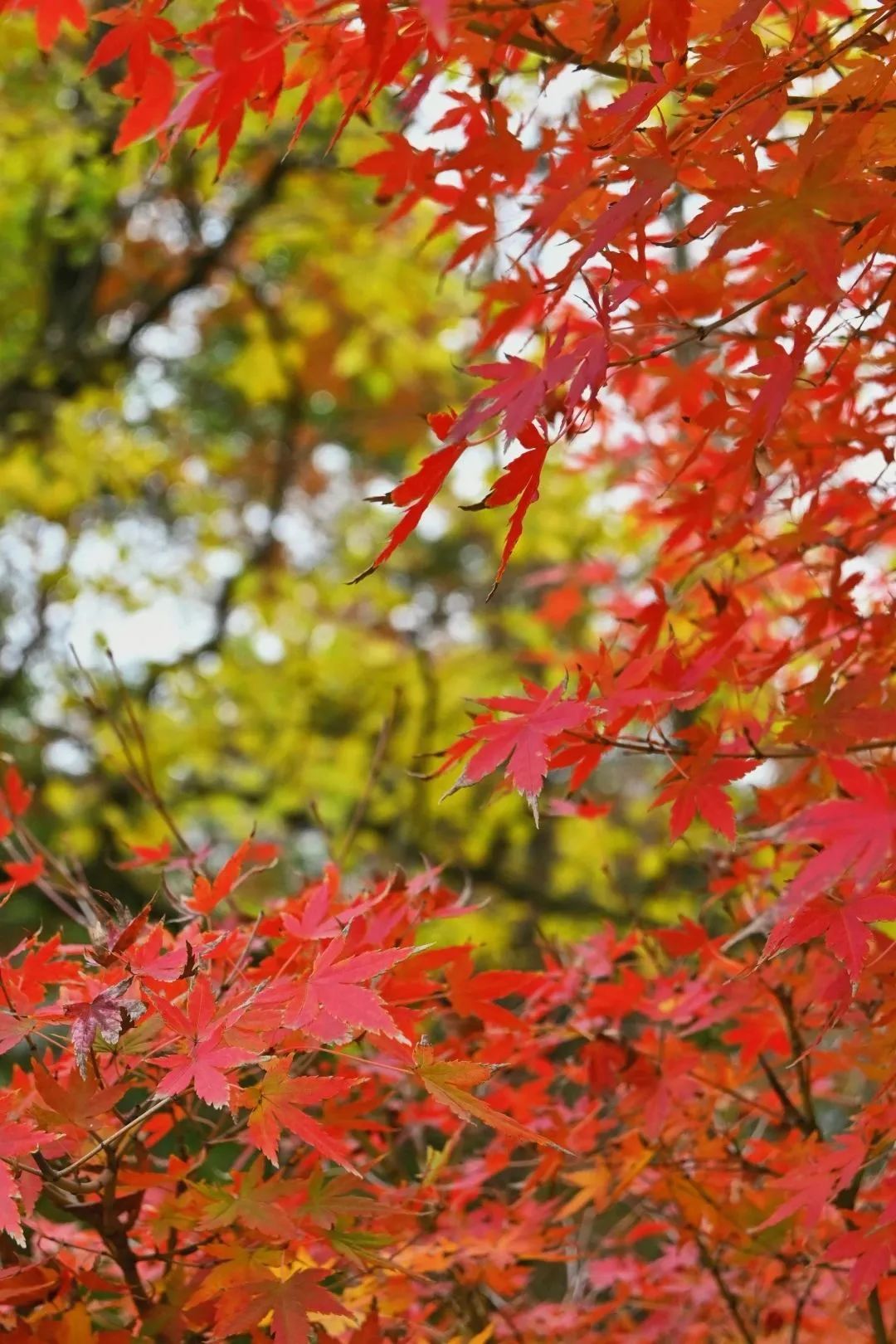 枫叶红,醉江农!赏秋何须去婺源! - 江西农业大学 - 中国大学生在线