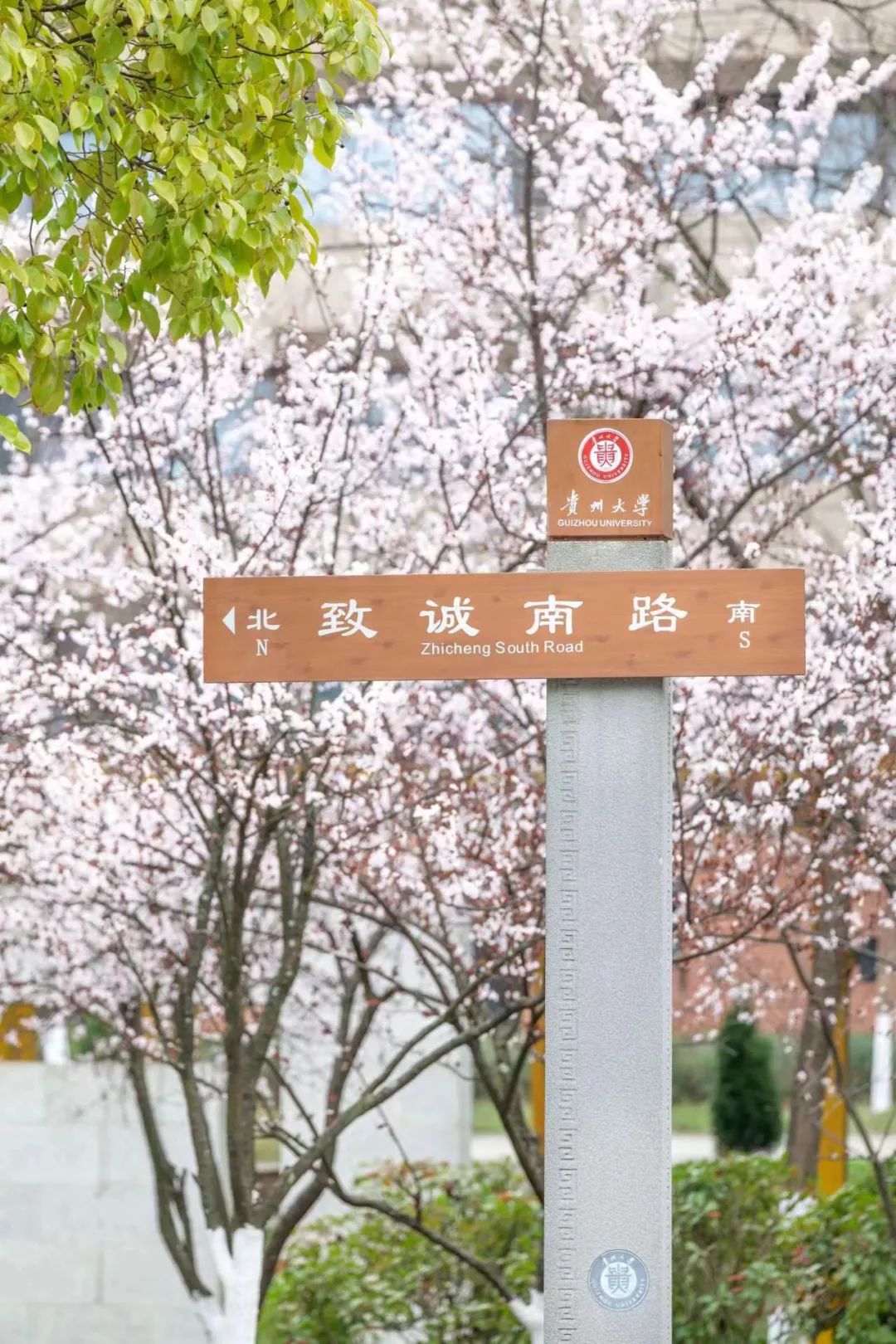 春天里,邀你一起上春山~ - 贵州大学 - 中国大学生在线