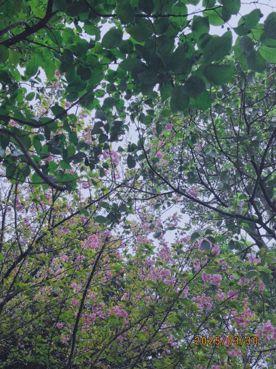 花.jpg